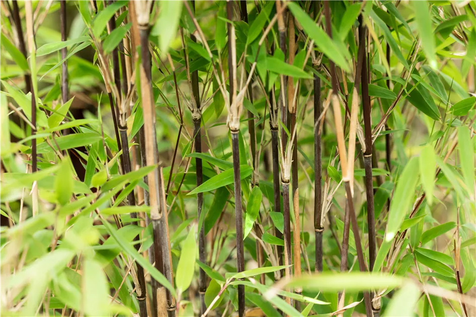 Fargesia nitida ‚Volcano‘ / Fontänen Schirmbambus