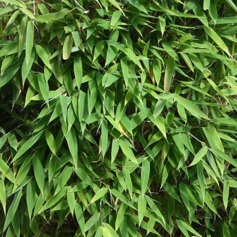 Fargesia nitida ‚Volcano‘ / Fontänen Schirmbambus