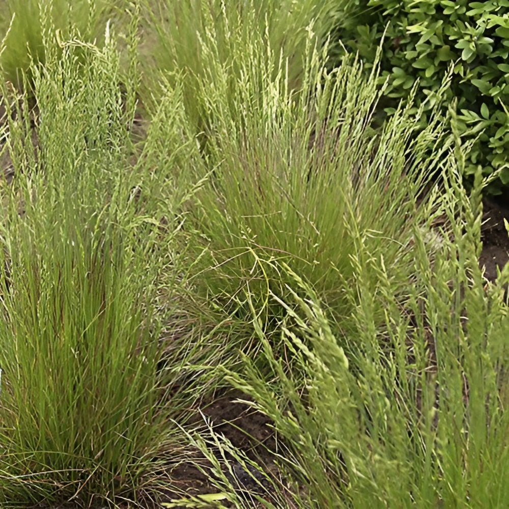 Festuca amethystina / Regenbogen-Schwingel