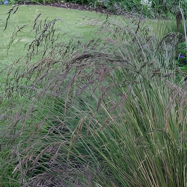 Festuca amethystina / Regenbogen-Schwingel