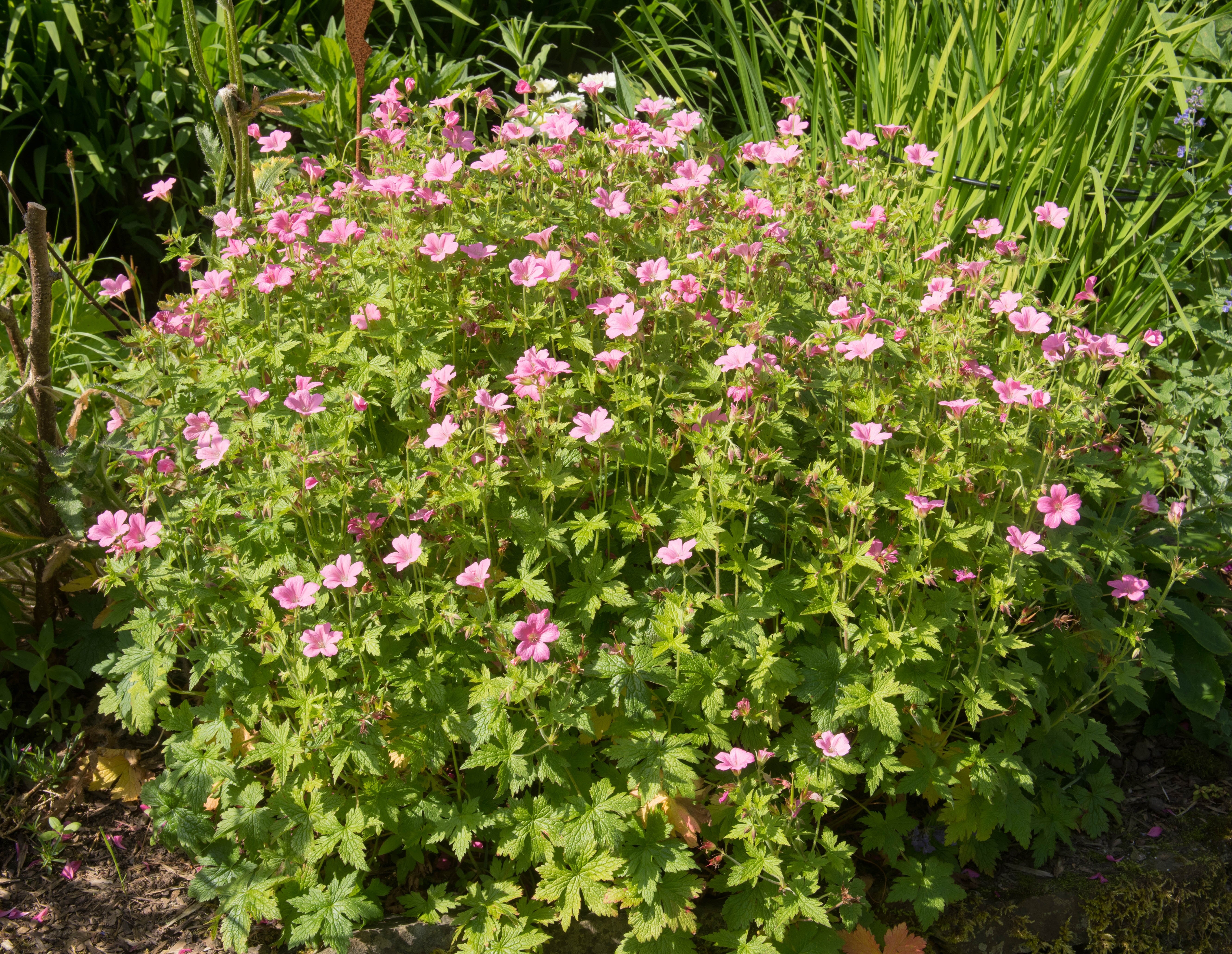 Geranium endressii 'Wargrave Pink'/ Pyrenäen-Storchschnabel