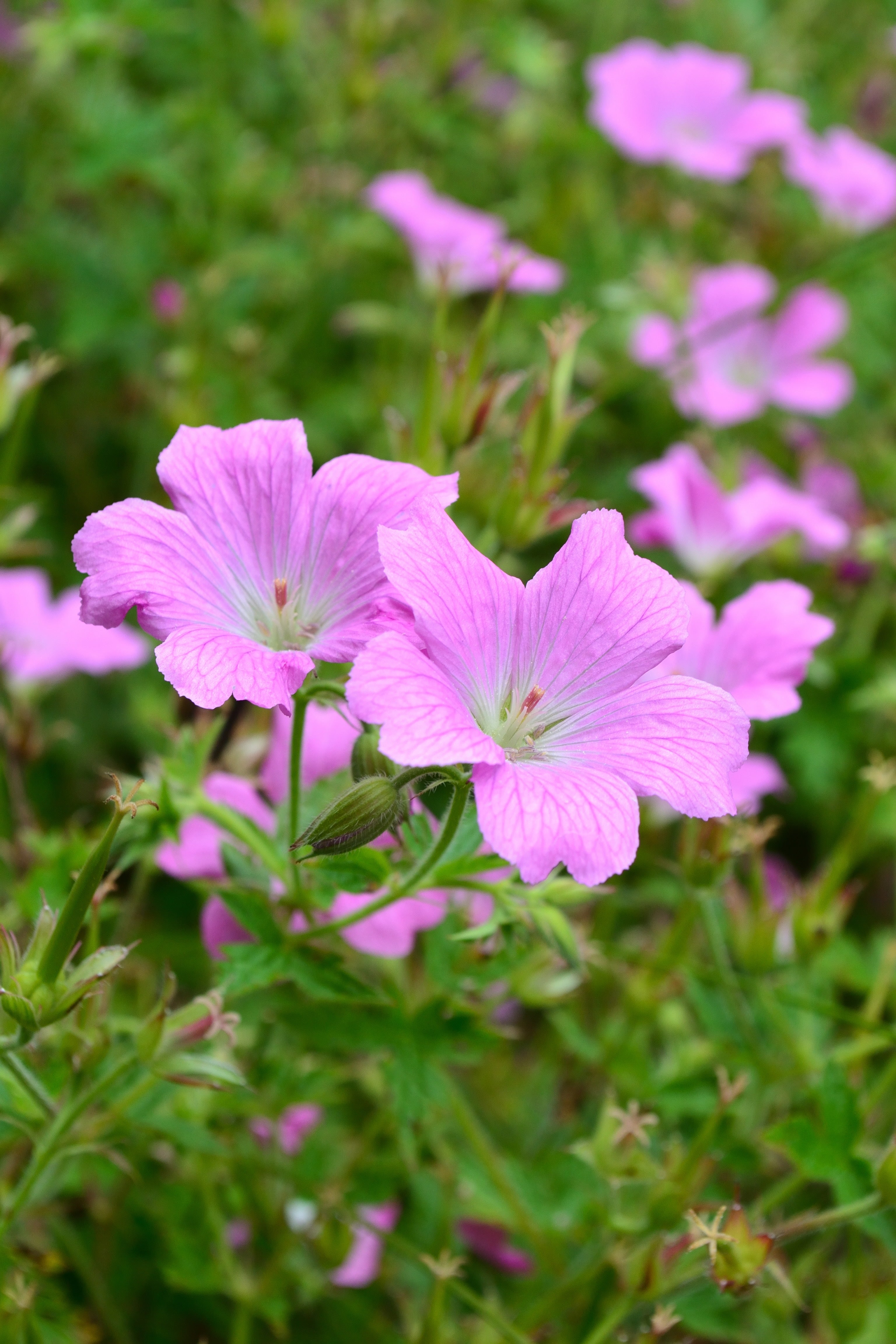 Geranium endressii 'Wargrave Pink'/ Pyrenäen-Storchschnabel