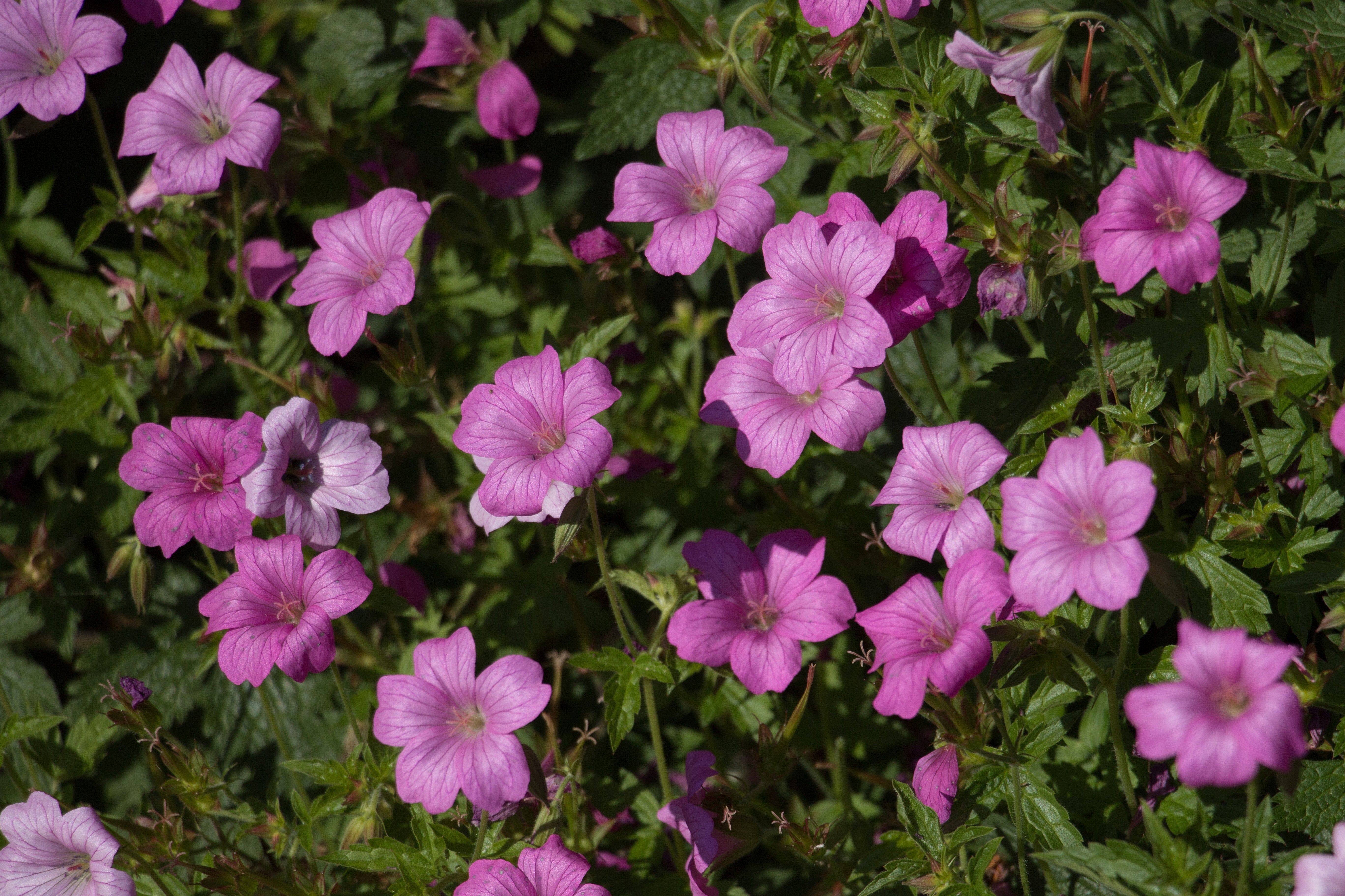 Geranium endressii 'Wargrave Pink'/ Pyrenäen-Storchschnabel