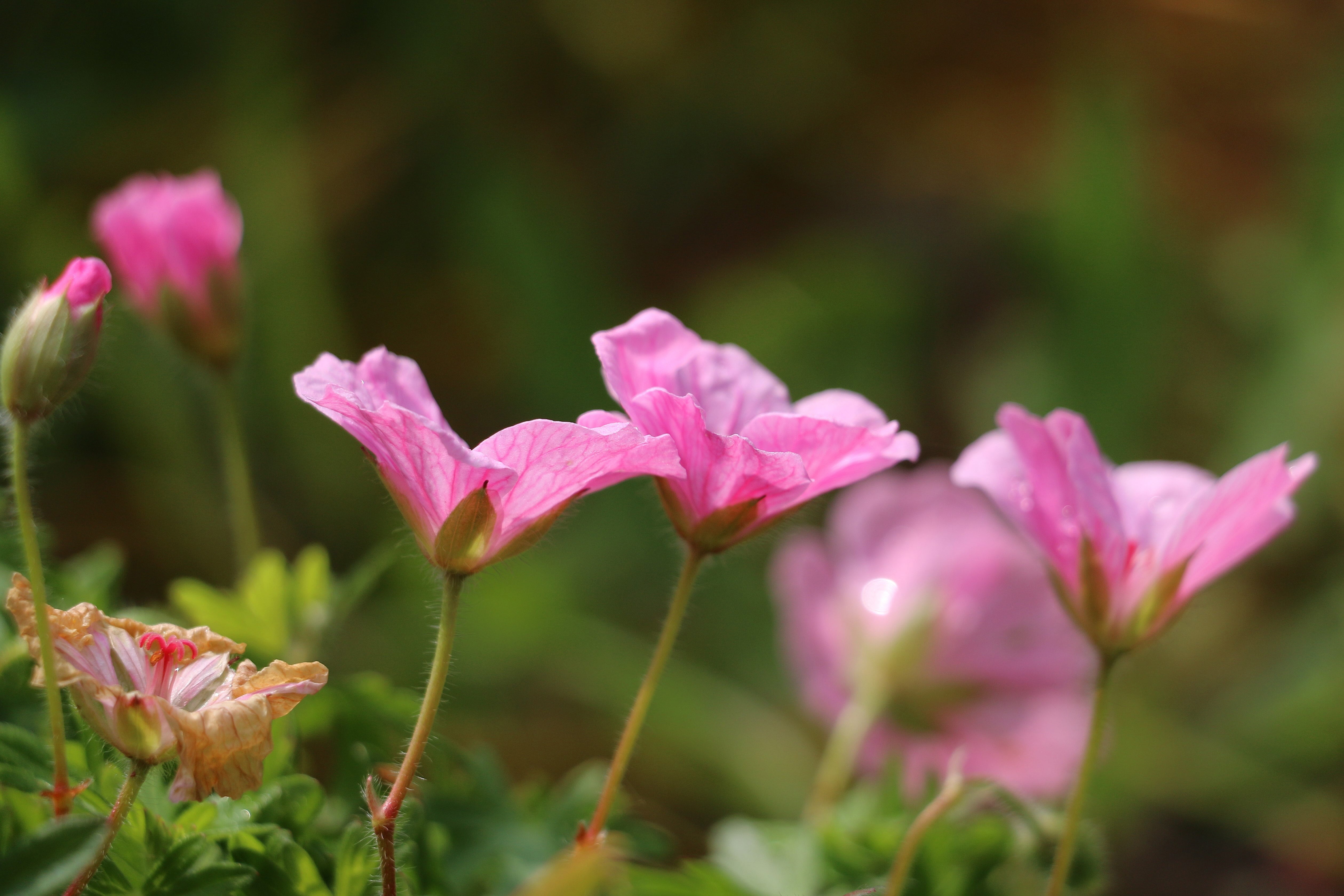 Geranium endressii 'Wargrave Pink'/ Pyrenäen-Storchschnabel