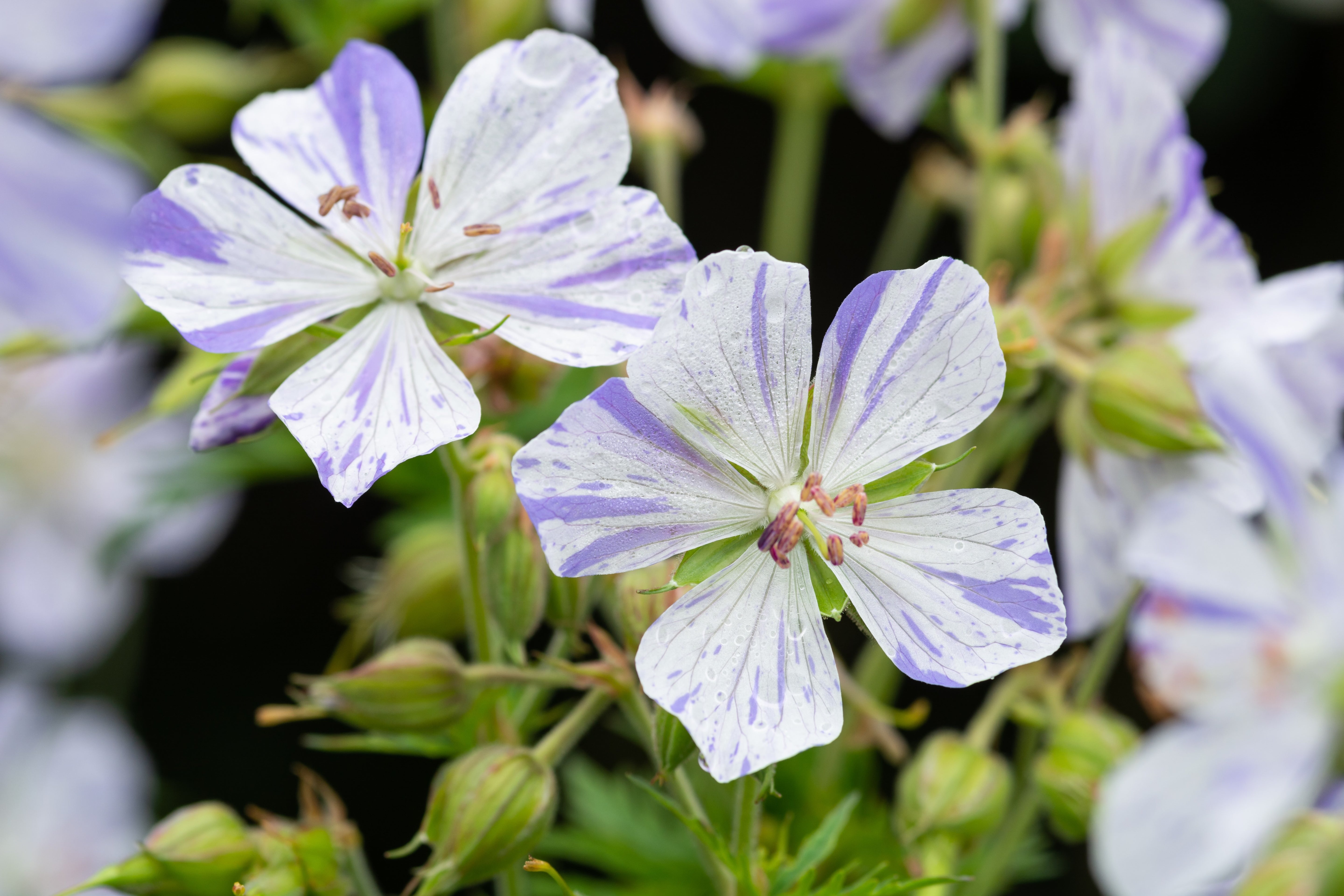 Geranium pratense 'Splish Splash' / Bunter Storchschnabel
