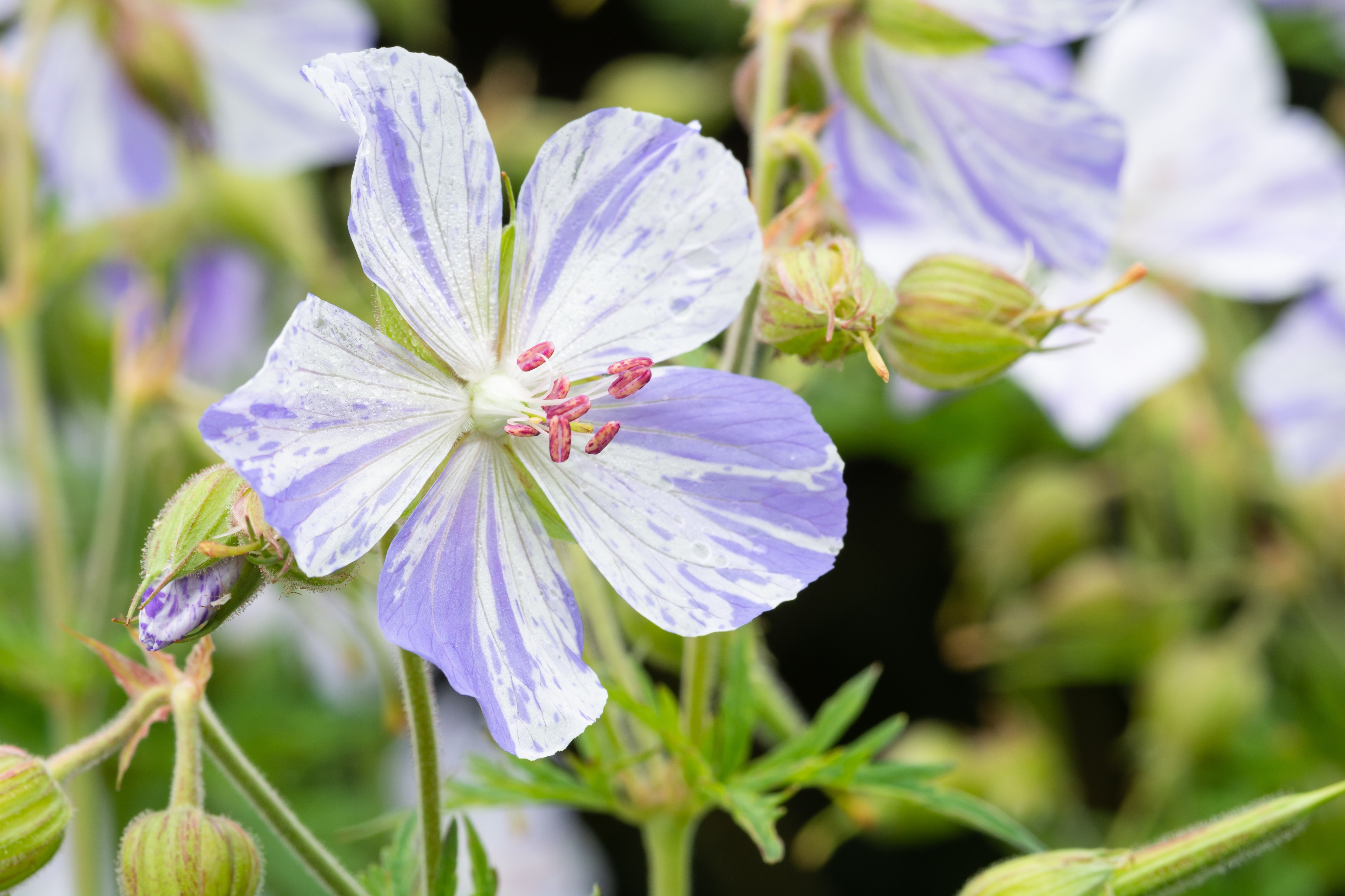 Geranium pratense 'Splish Splash' / Bunter Storchschnabel