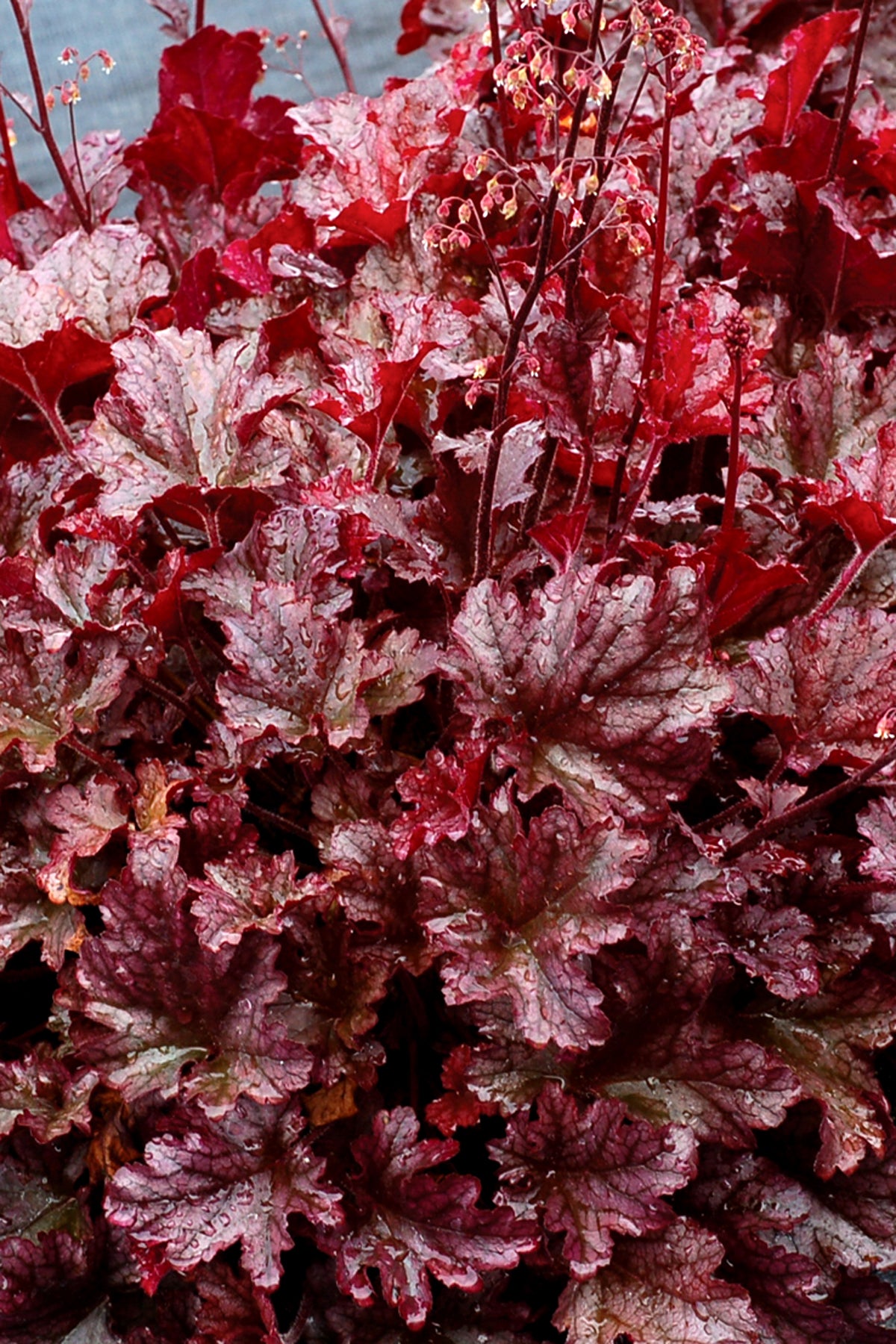 Heuchera Hybride 'Berry Marmalade' / Purpurglöckchen