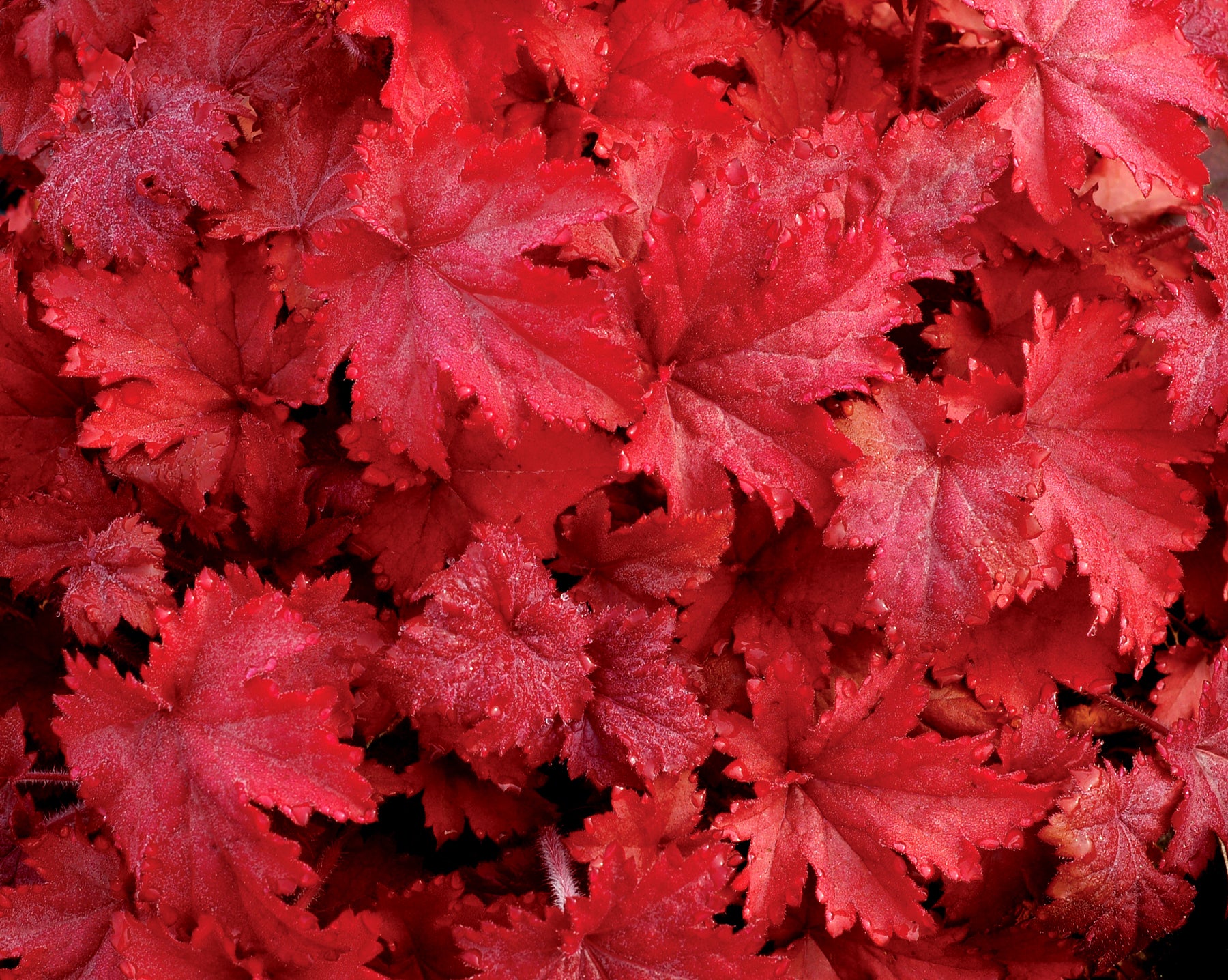 Dichtes, leuchtend rotes Laub von Heuchera 'Fire Chief' in Nahaufnahme
