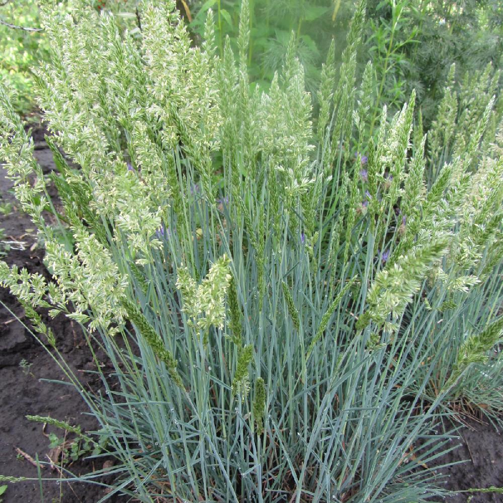 Koeleria glauca / Blaues Schillergras