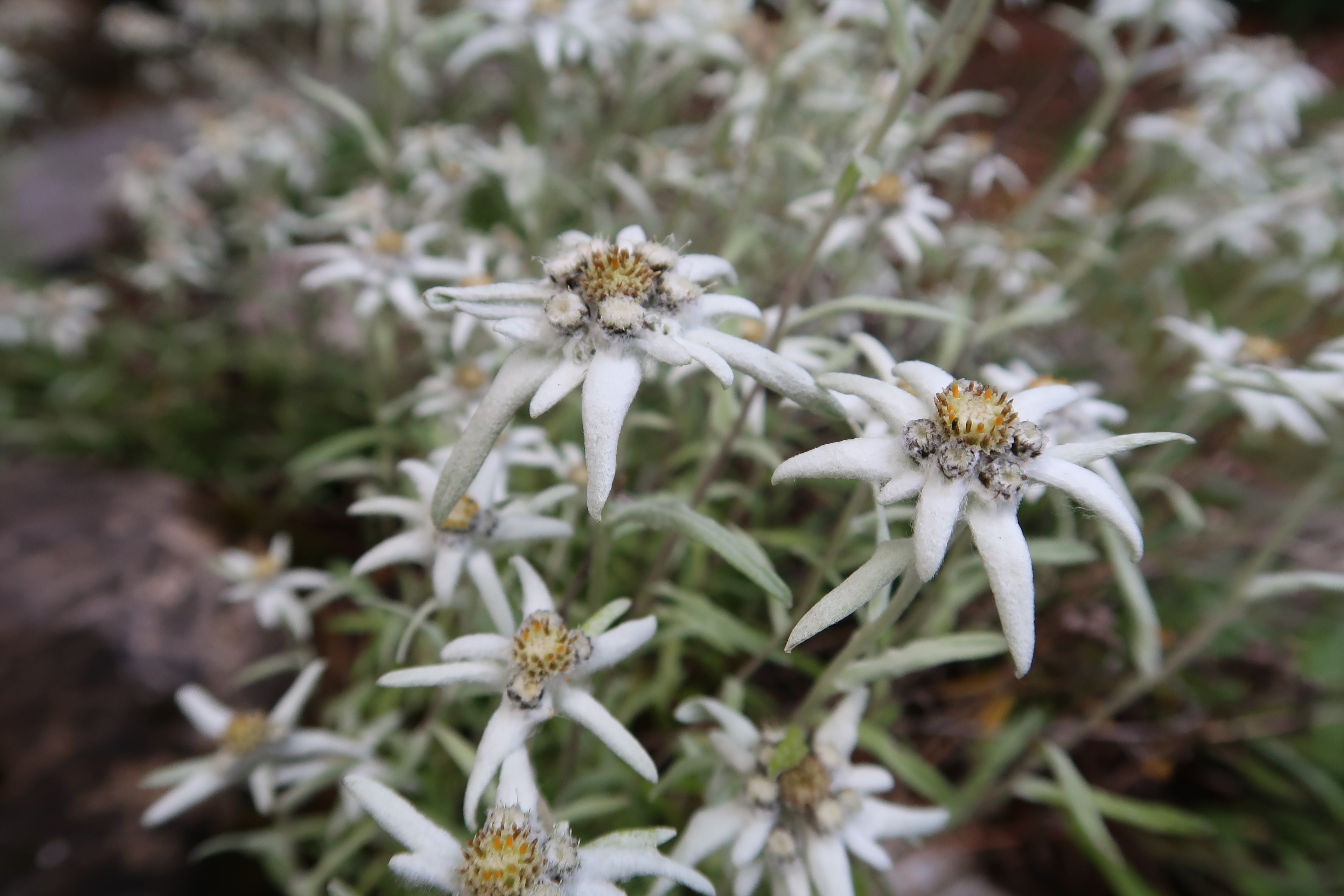 Leontopodium souliei 'Alpina White' / Edelweiss