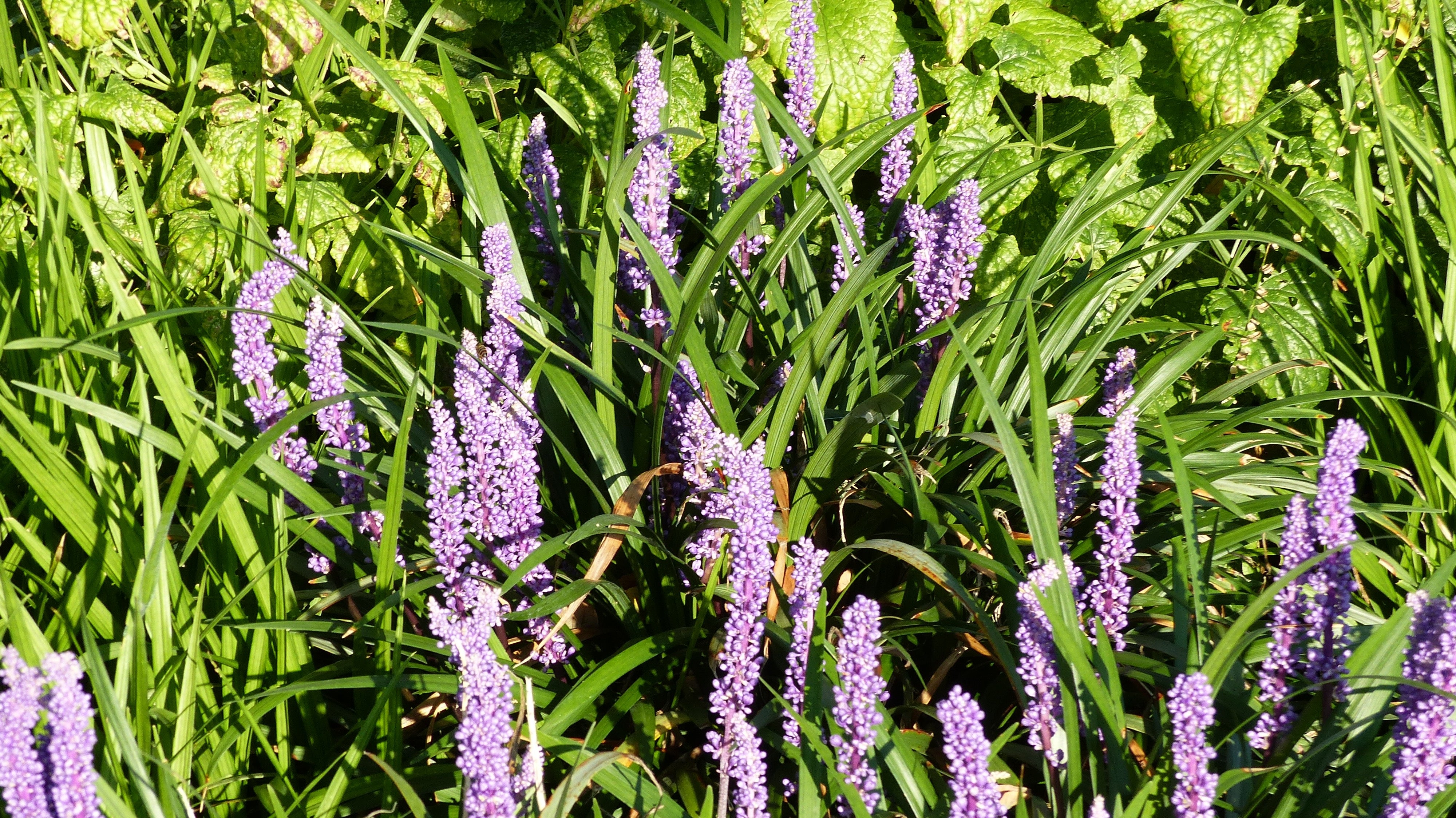 Liriope muscari 'Lilac Wonder' / Lilientraube