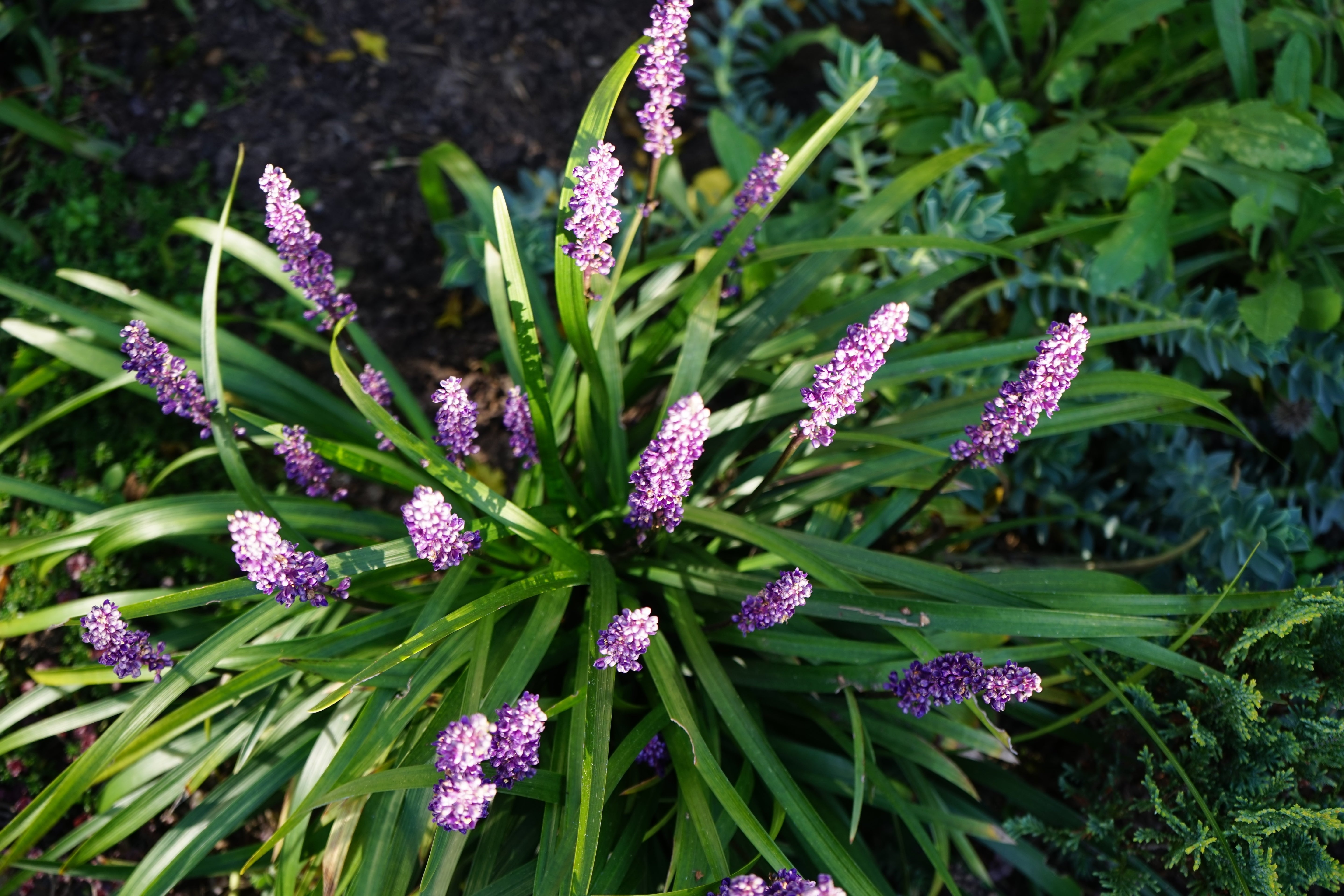 Liriope muscari 'Lilac Wonder' / Lilientraube