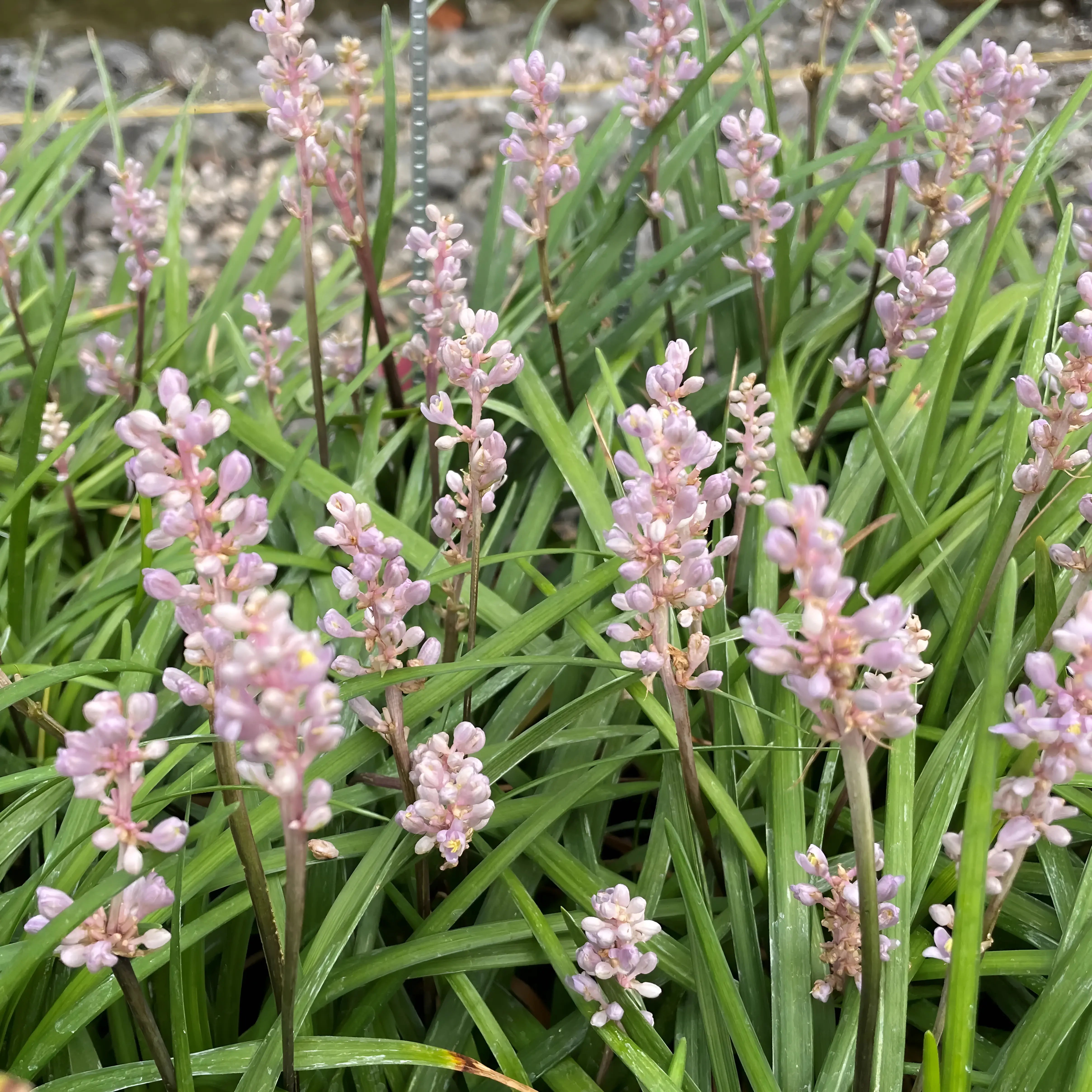 Liriope muscari 'Samantha' / Rosa Lilientraube