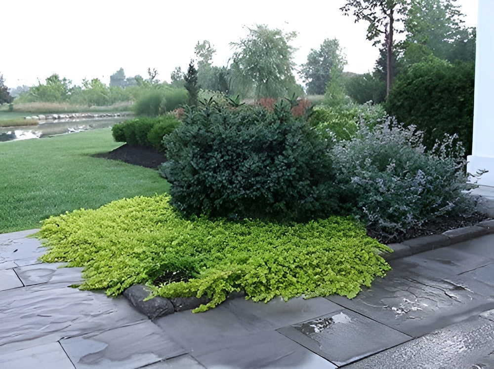 Lysimachia nummularia 'Aurea' / gelbes Pfennigkraut