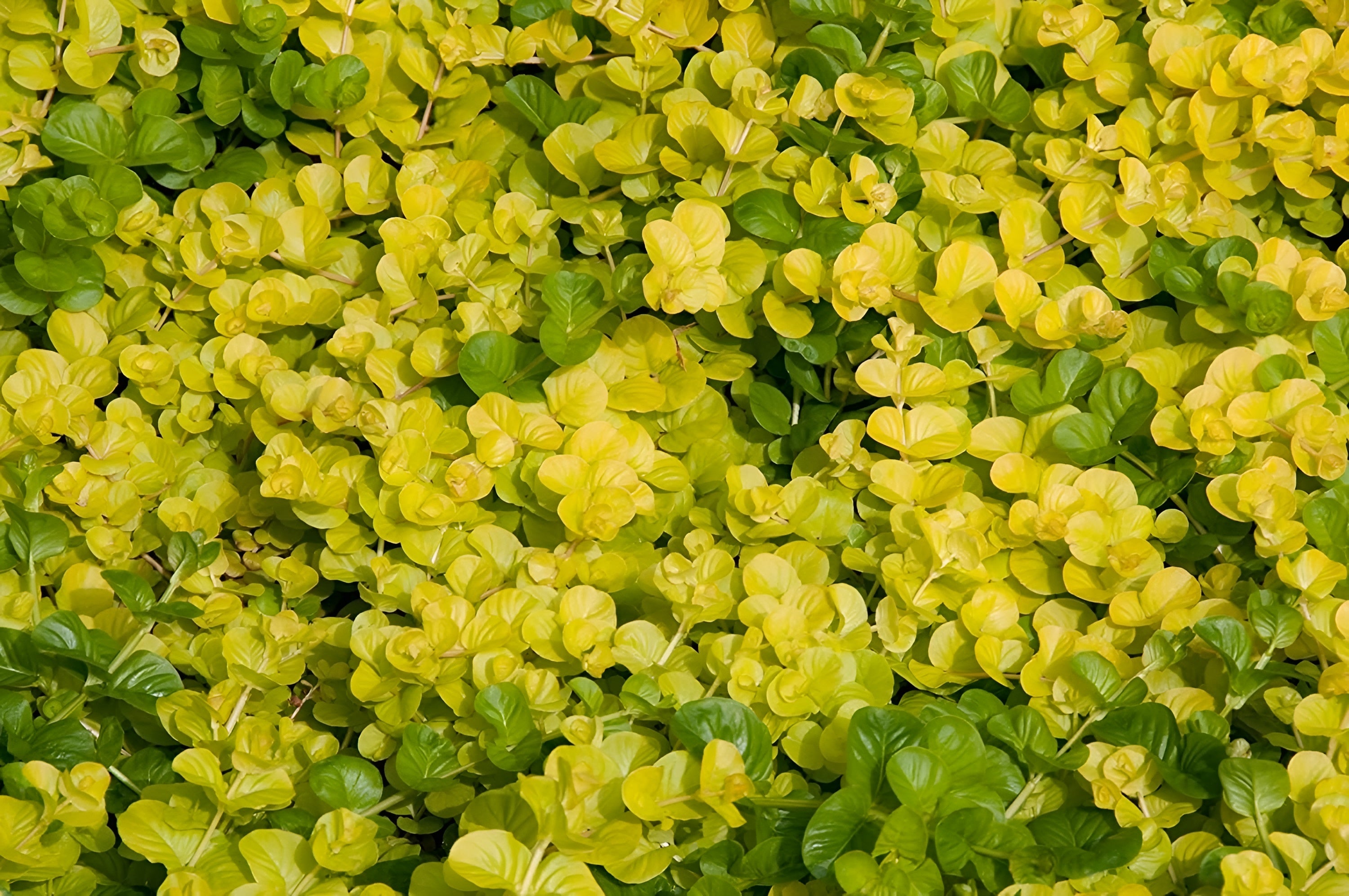 Lysimachia nummularia 'Aurea' / gelbes Pfennigkraut