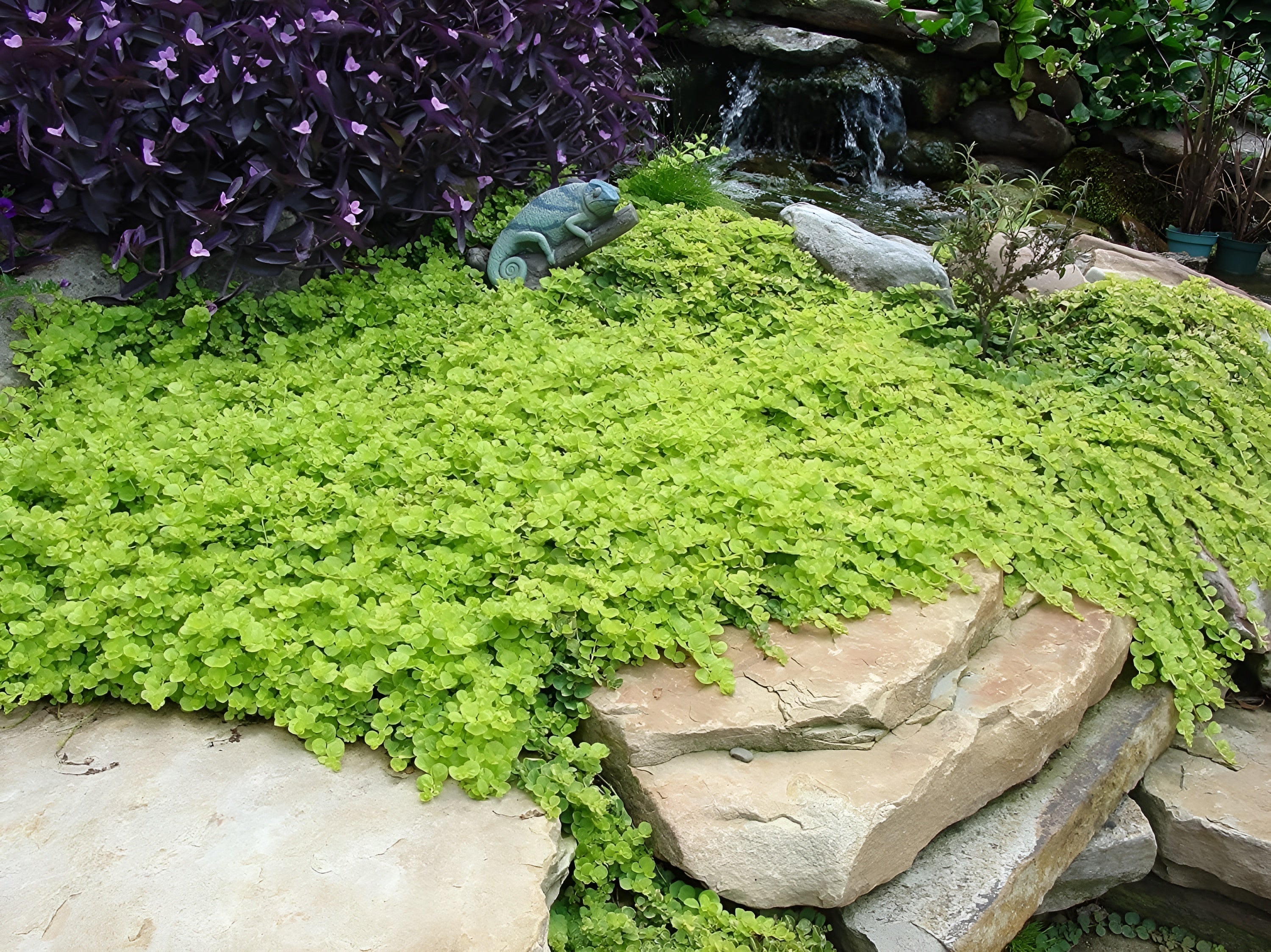 Lysimachia nummularia 'Aurea' / gelbes Pfennigkraut