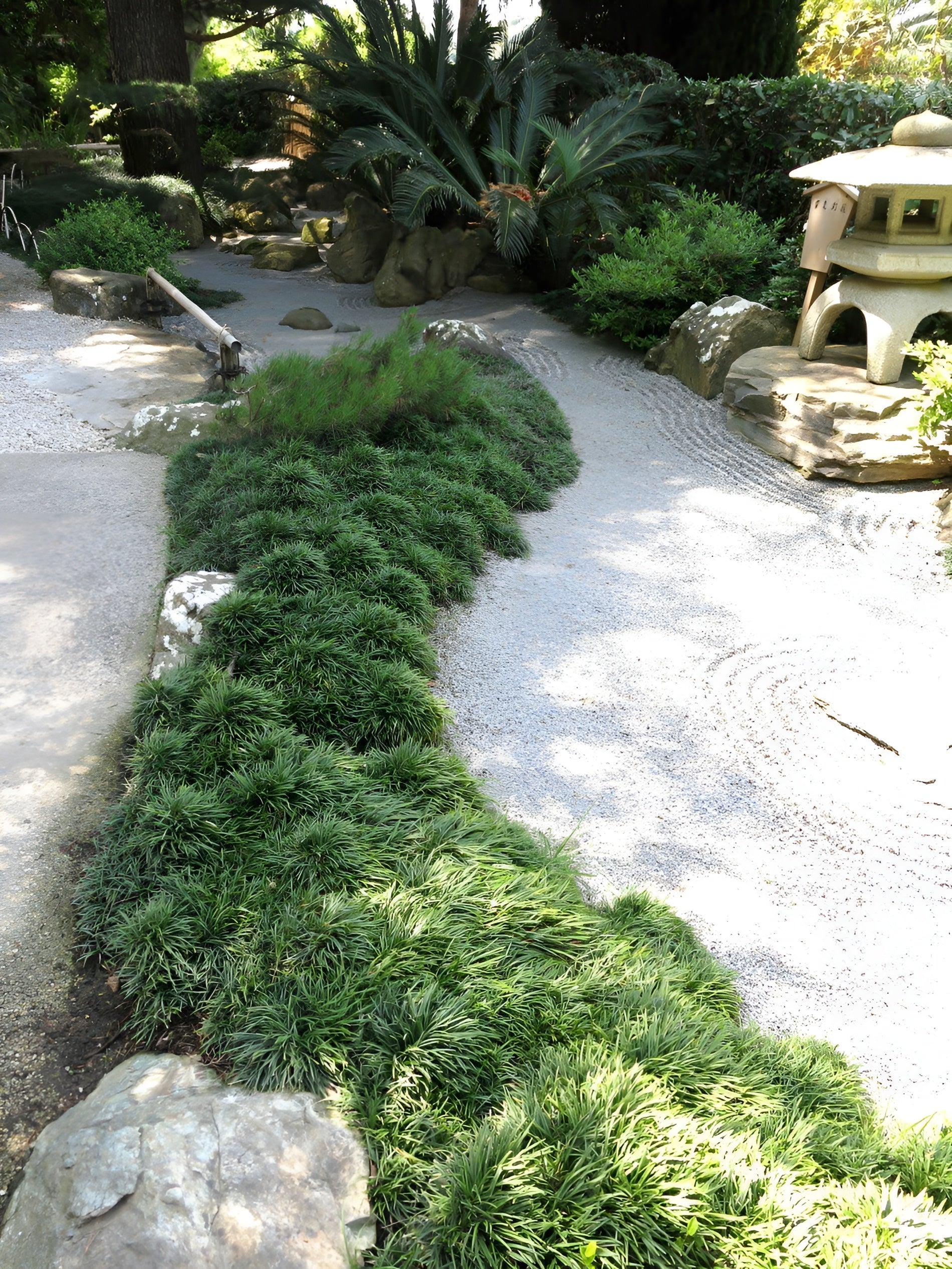 Ophiopogon japonicus ‚Nana' / Zwerg-Schlangenbart