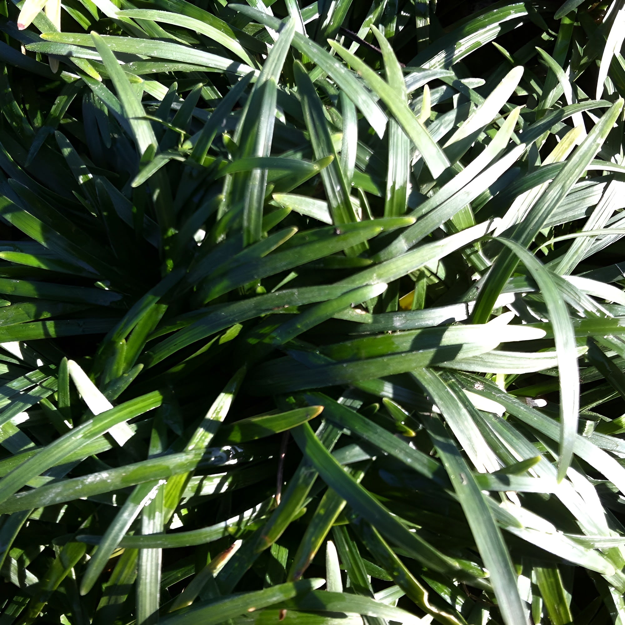 Ophiopogon japonicus ‚Nana' / Zwerg-Schlangenbart