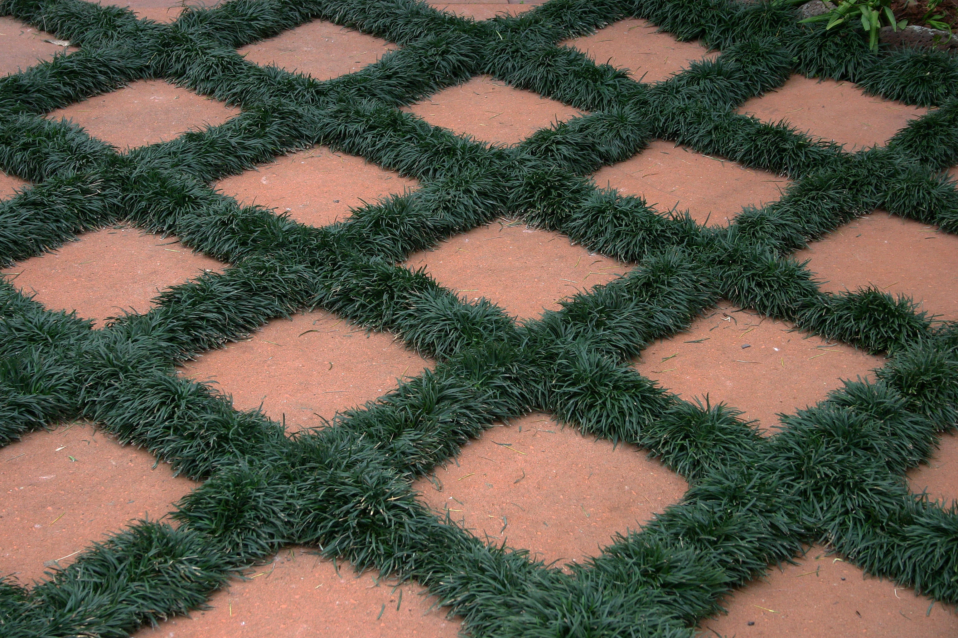 Ophiopogon japonicus ‚Nana' / Zwerg-Schlangenbart