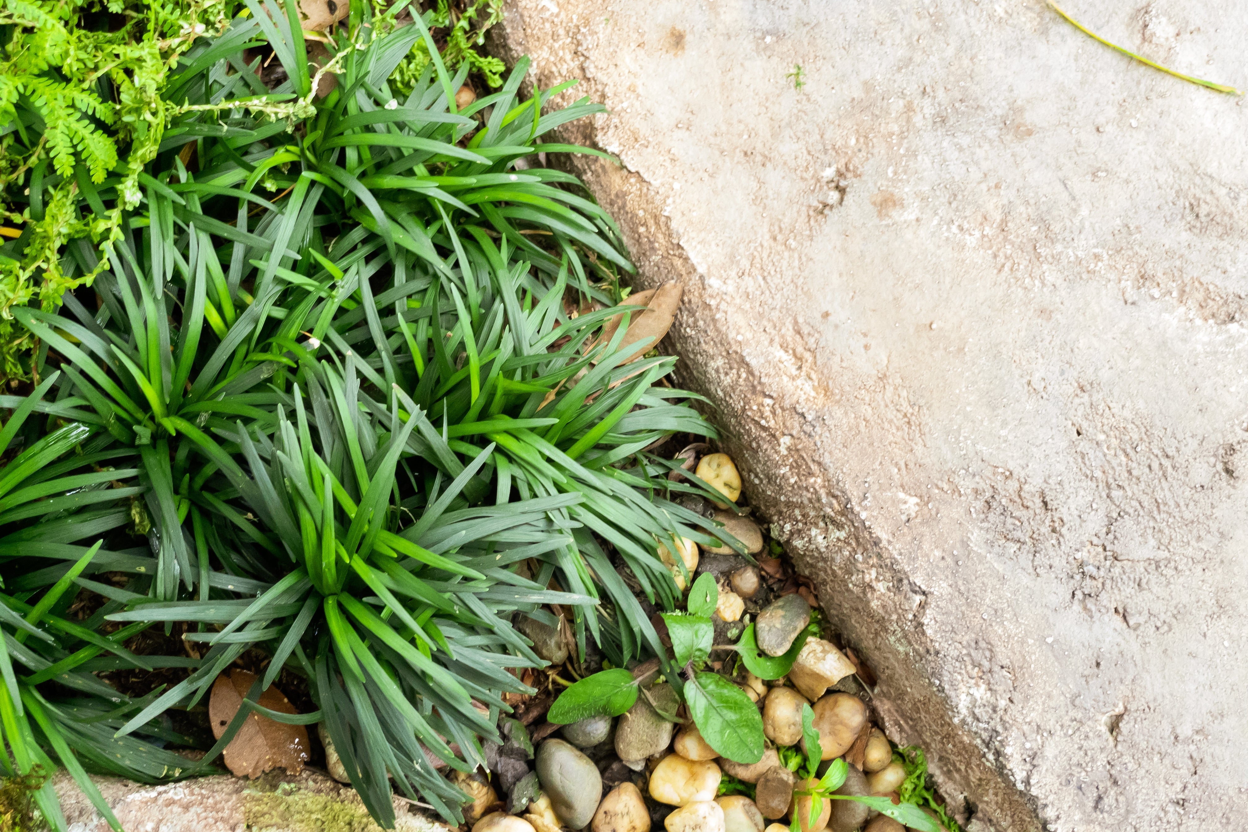 Ophiopogon japonicus ‚Nana' / Zwerg-Schlangenbart