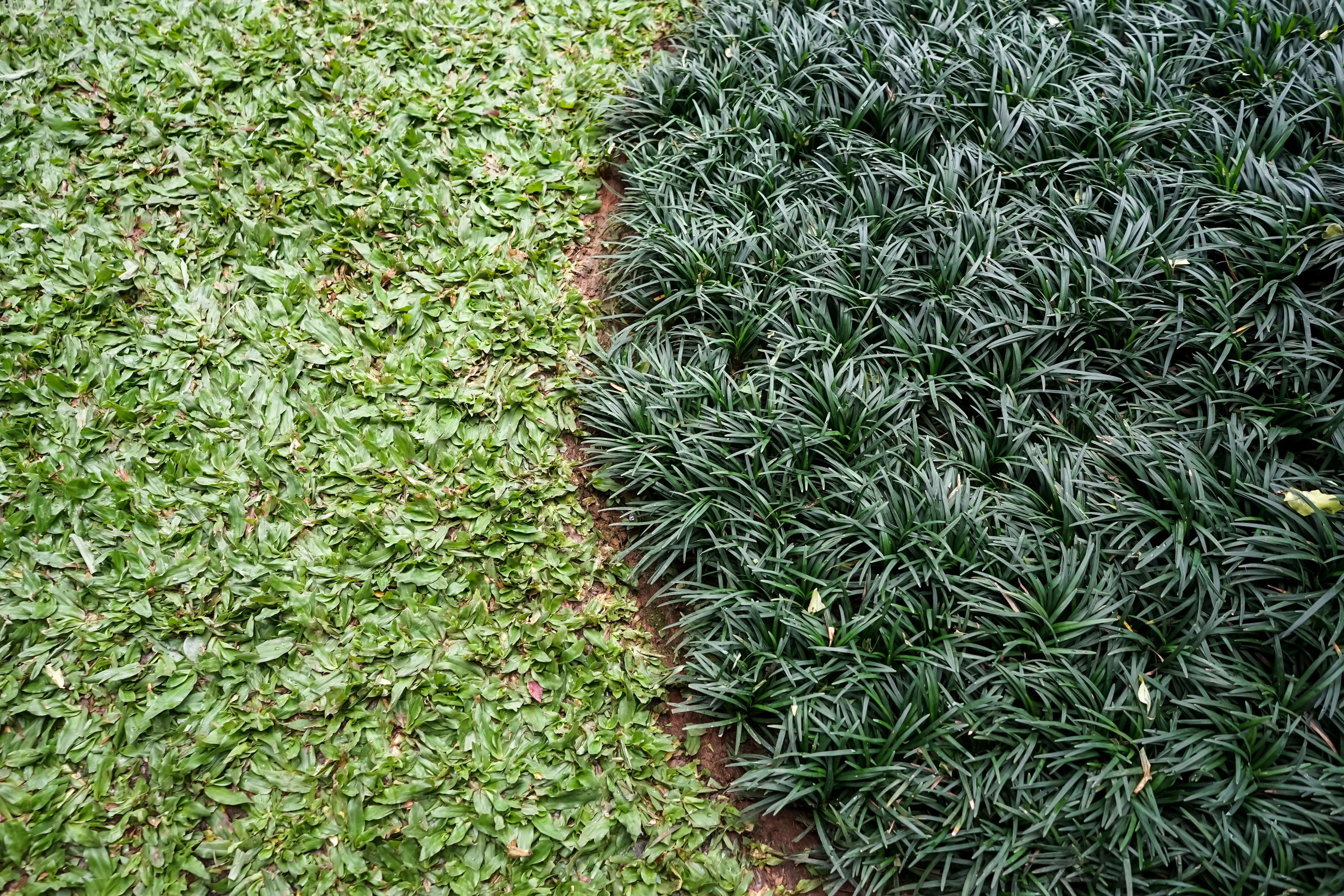 Ophiopogon japonicus ‚Nana' / Zwerg-Schlangenbart