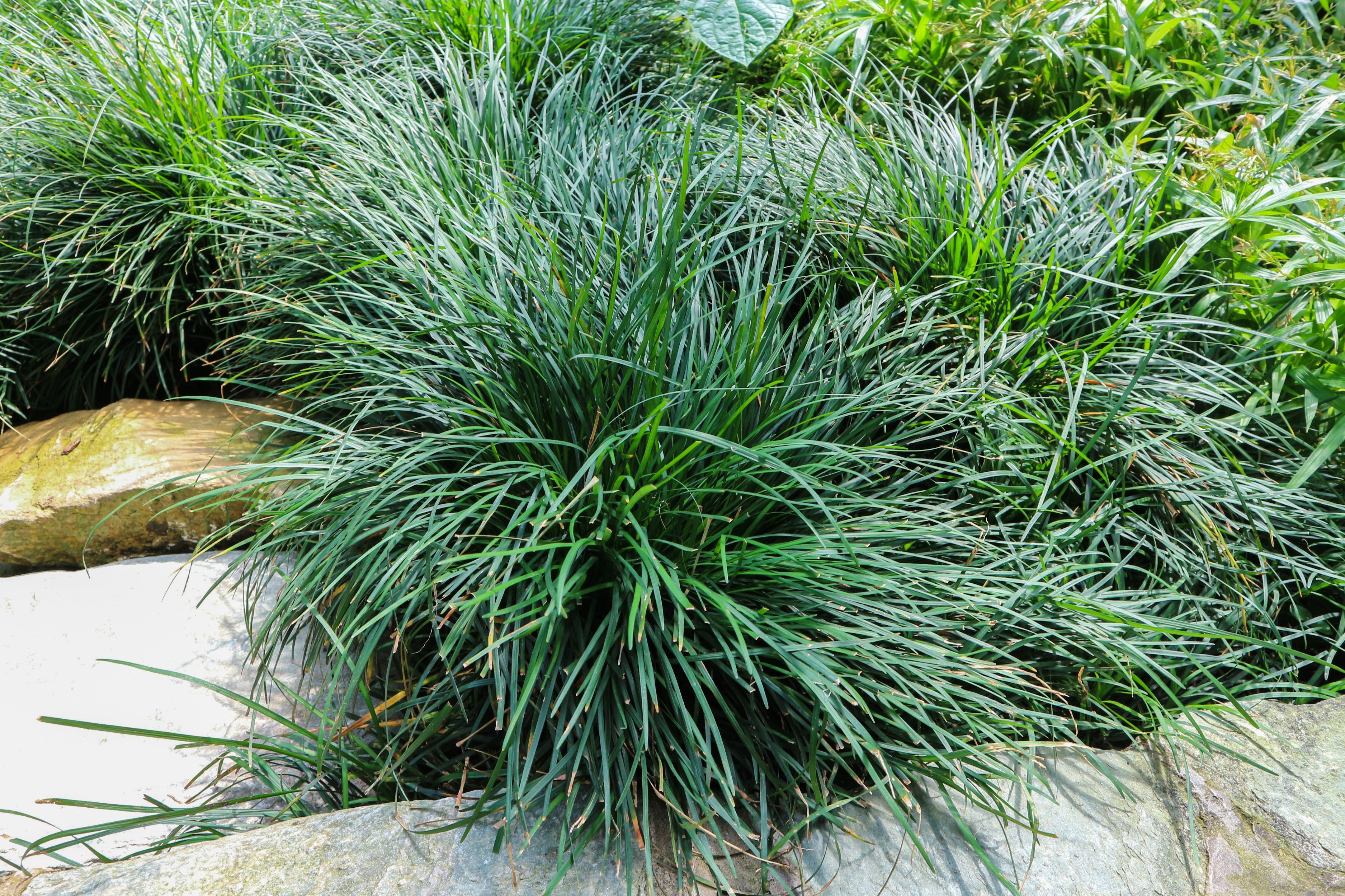 Ophiopogon japonicus / Japanischer Schlangenbart