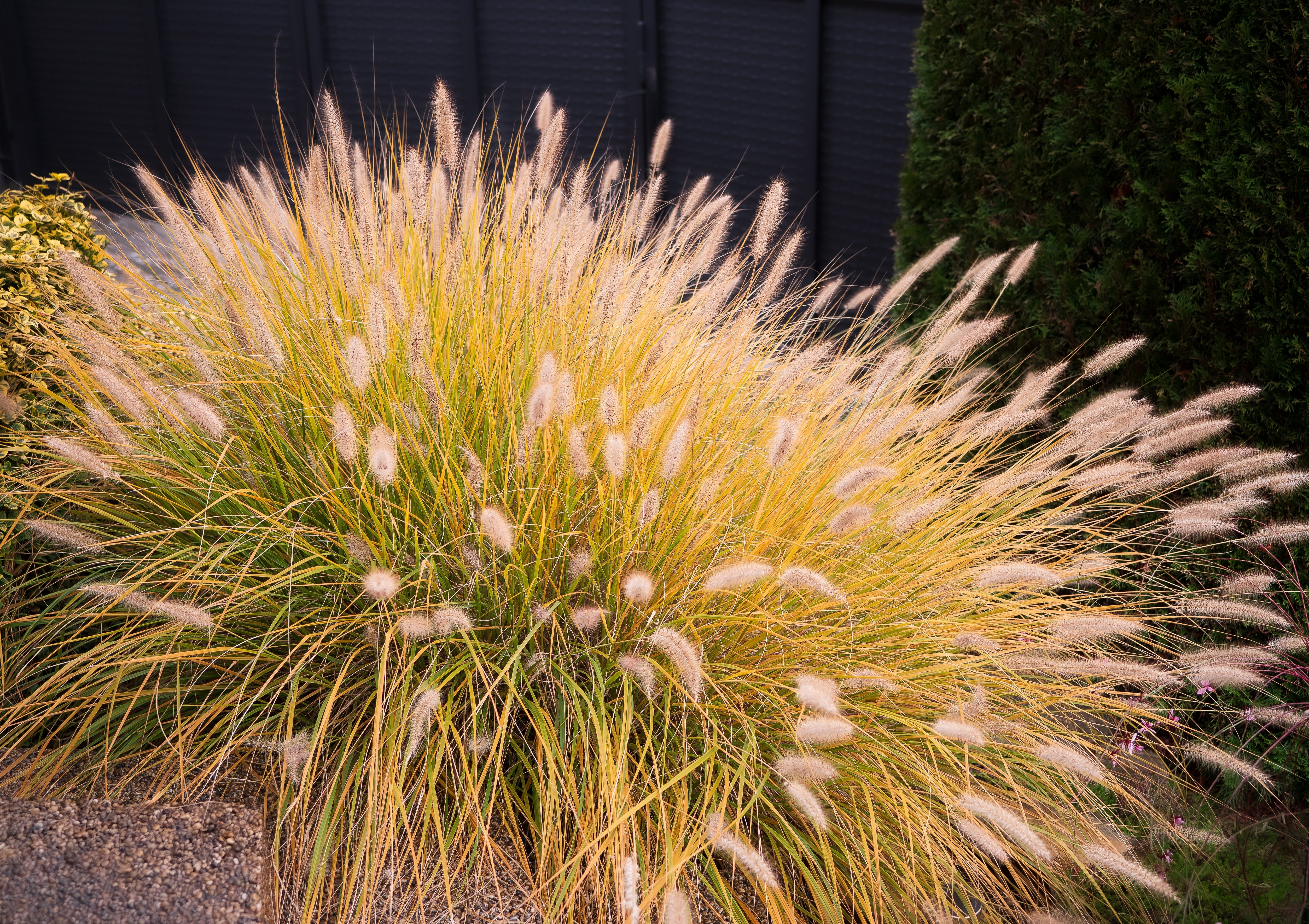 Pennisetum alopecuroides ‚Gelbstiel' / Lampenputzergras