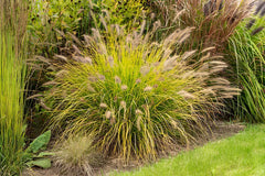 Gelbes Lampenputzergras Pennisetum alopecuroides 'Hameln Gold' von Stauden Gänge, Ziergras mit goldgelben Blättern.