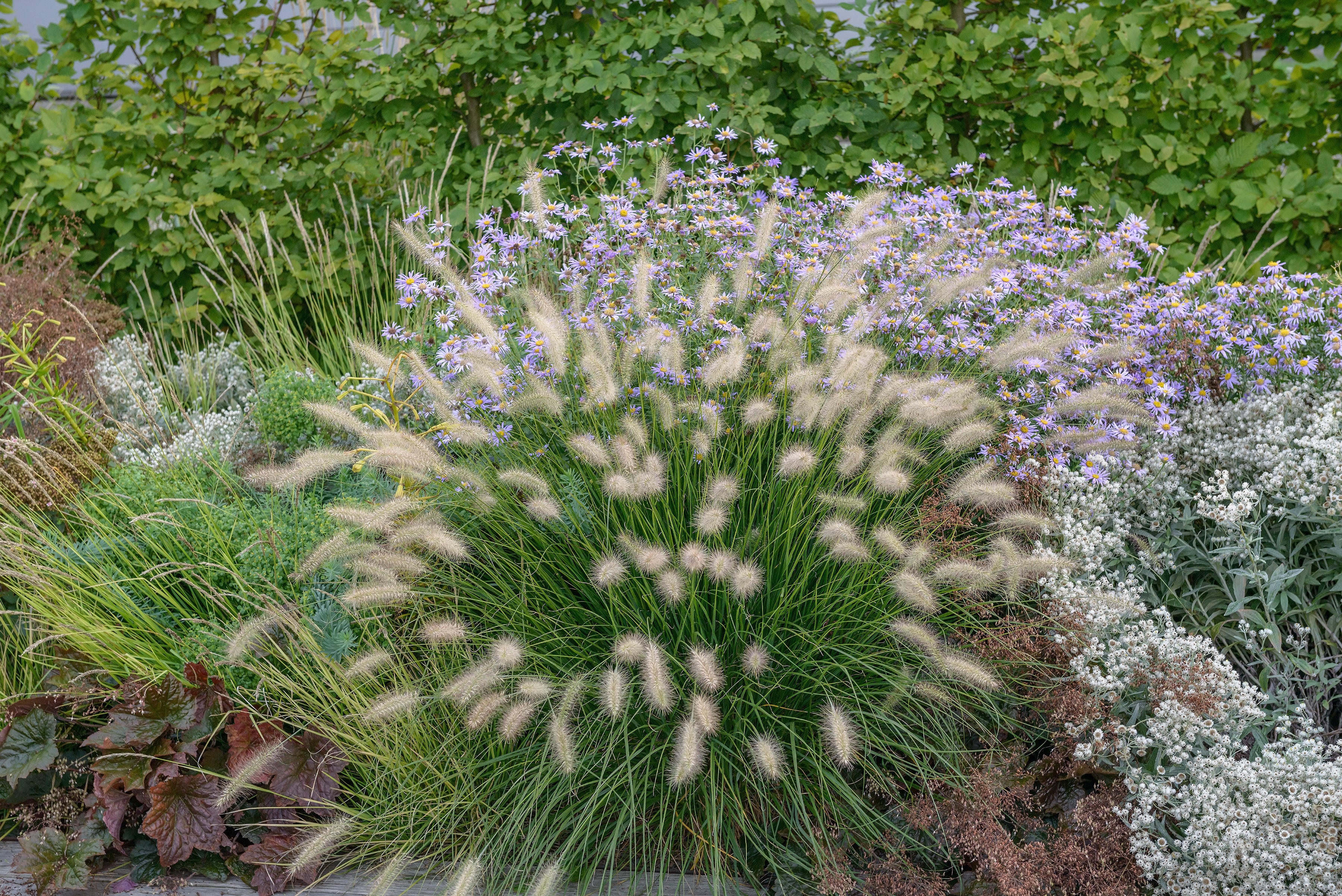 Pennisetum alopecuroides 'Little Bunny' / Zwerg Lampenputzergras