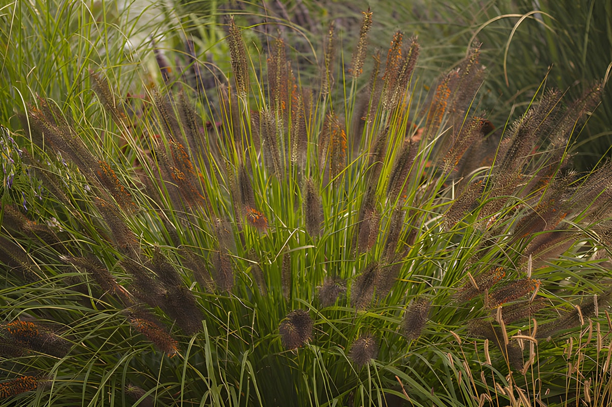 Pennisetum alopecuroides 'Weserbergland' / Lampenputzergras