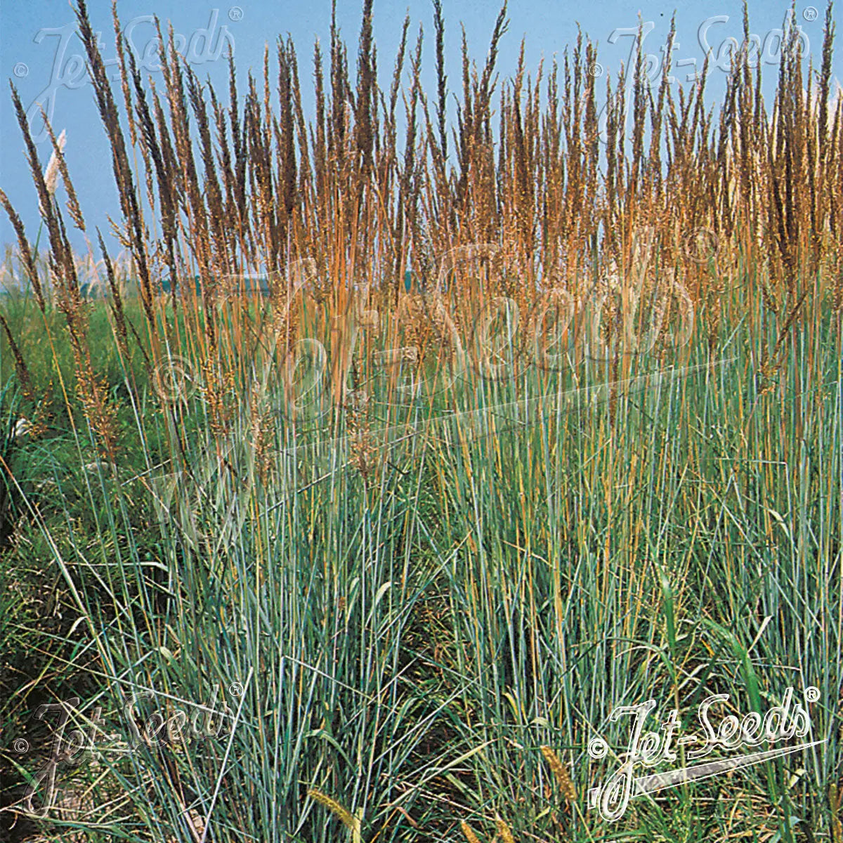 Ziergras Sorghastrum nutans 'Indian Steel' von Stauden Gänge, mit goldgelben Blütenähren und silbrigen Halmen.