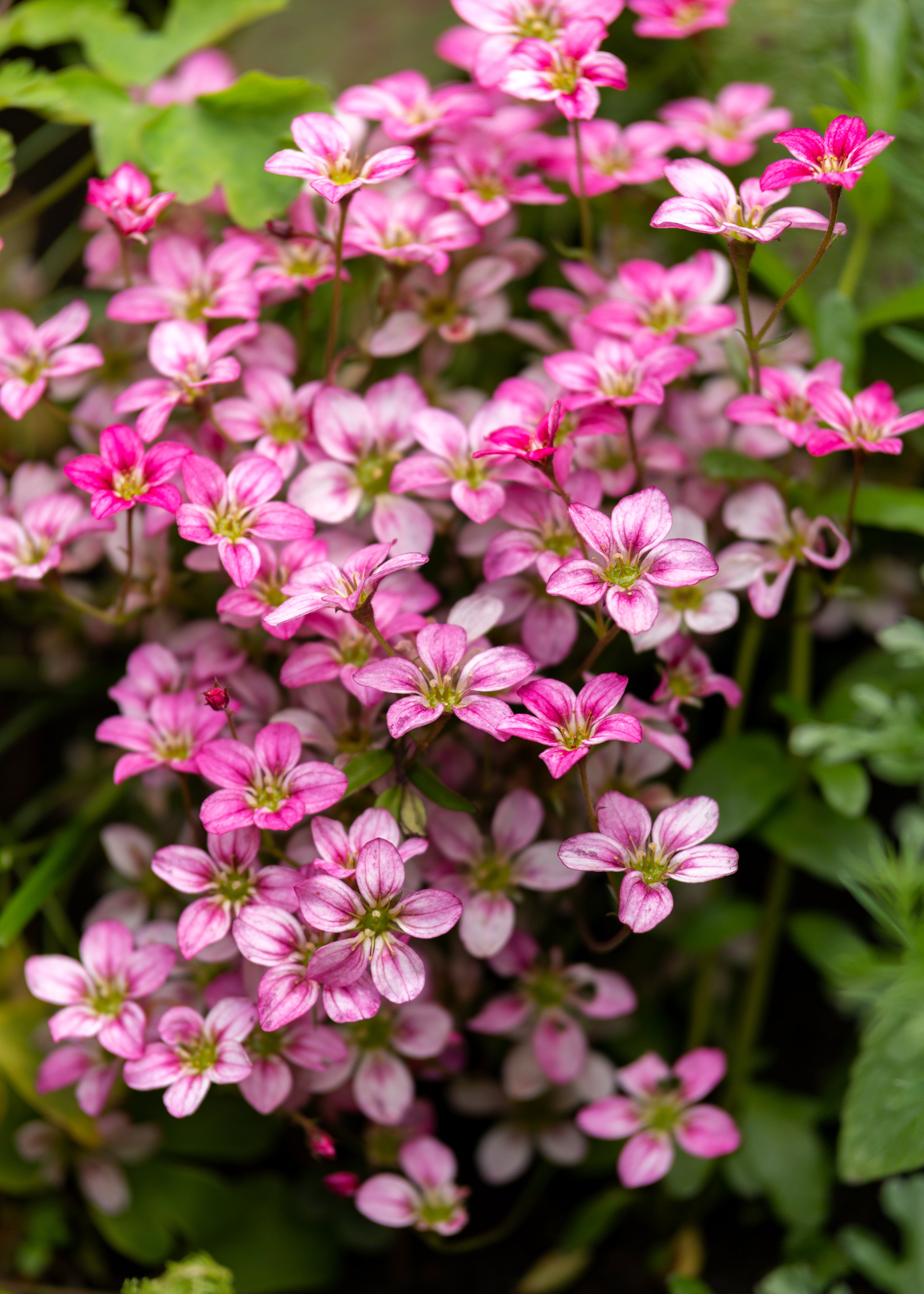 Saxifraga x arendsii 'Ice Colours Appleblossom' / Rosa Moos-Steinbrech