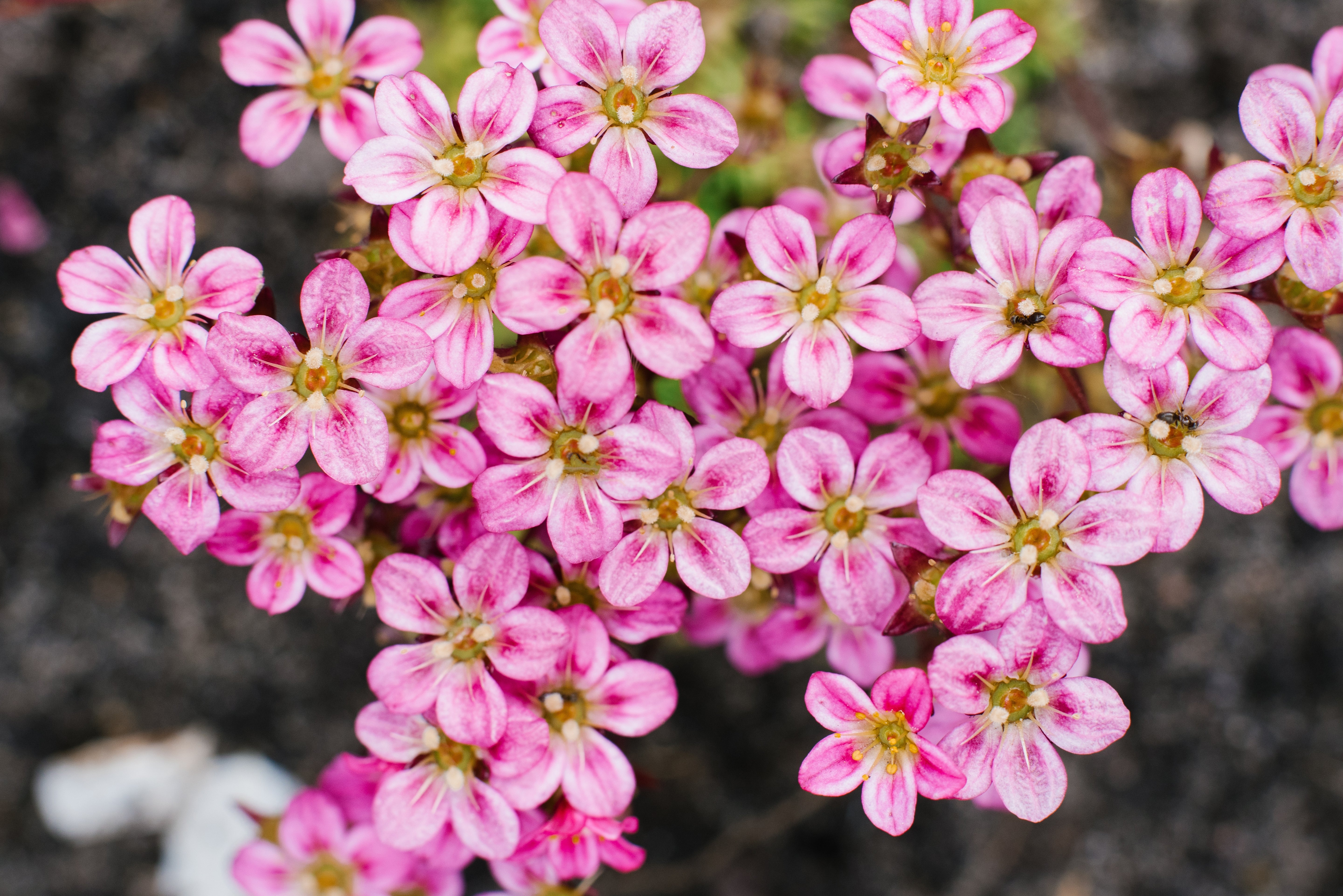 Saxifraga x arendsii 'Ice Colours Appleblossom' / Rosa Moos-Steinbrech