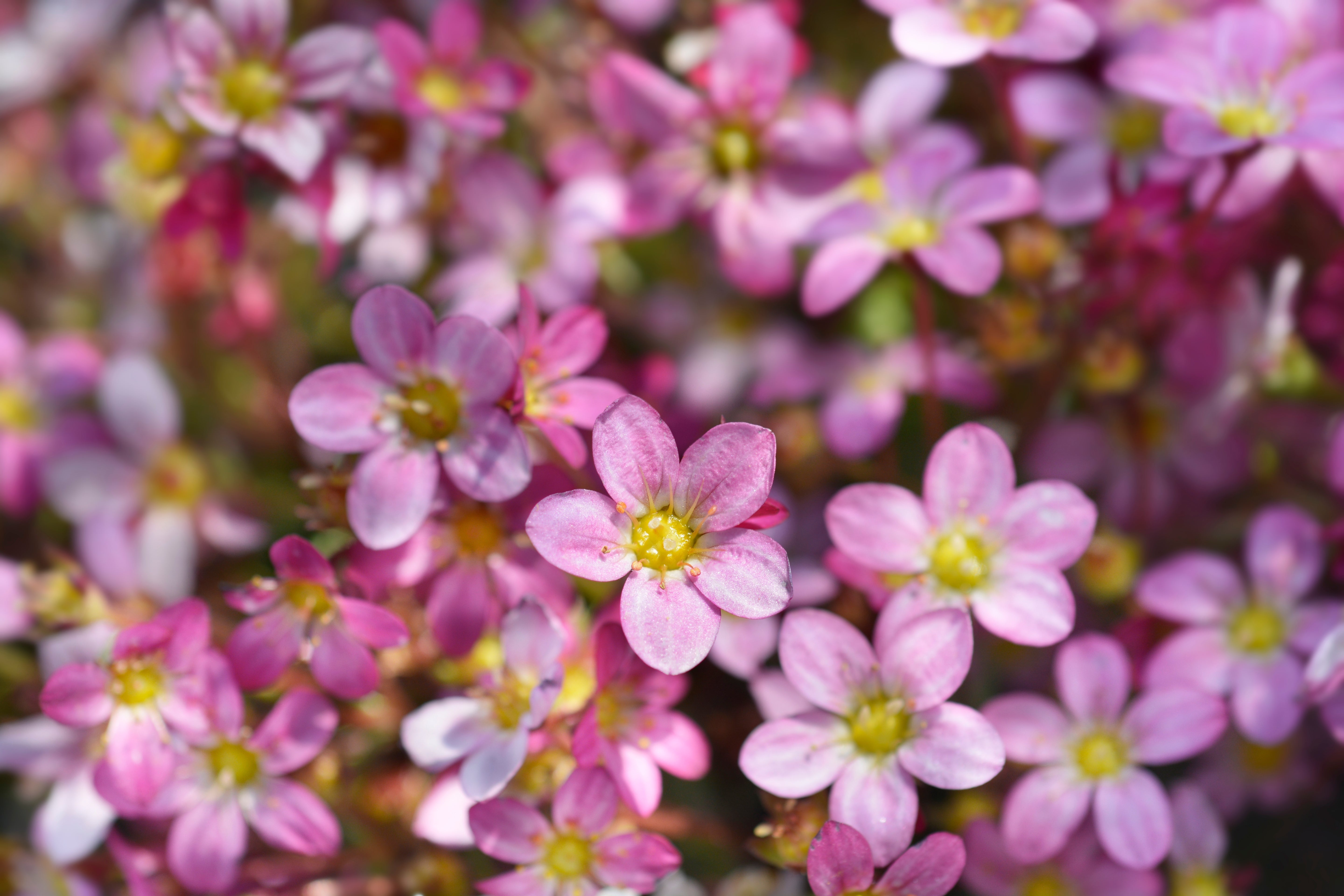 Saxifraga x arendsii 'Ice Colours Appleblossom' / Rosa Moos-Steinbrech