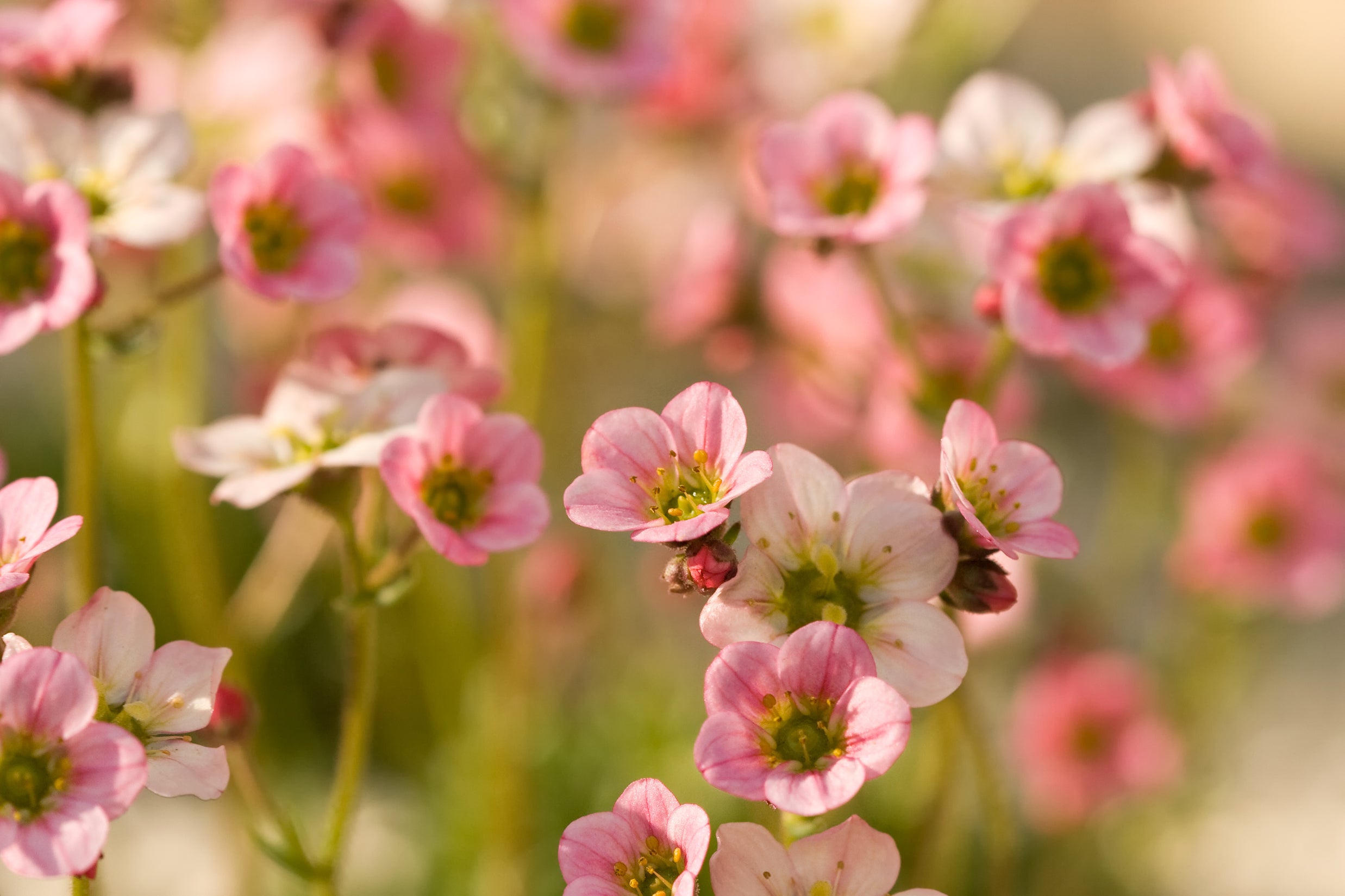 Saxifraga x arendsii 'Ice Colours Appleblossom' / Rosa Moos-Steinbrech