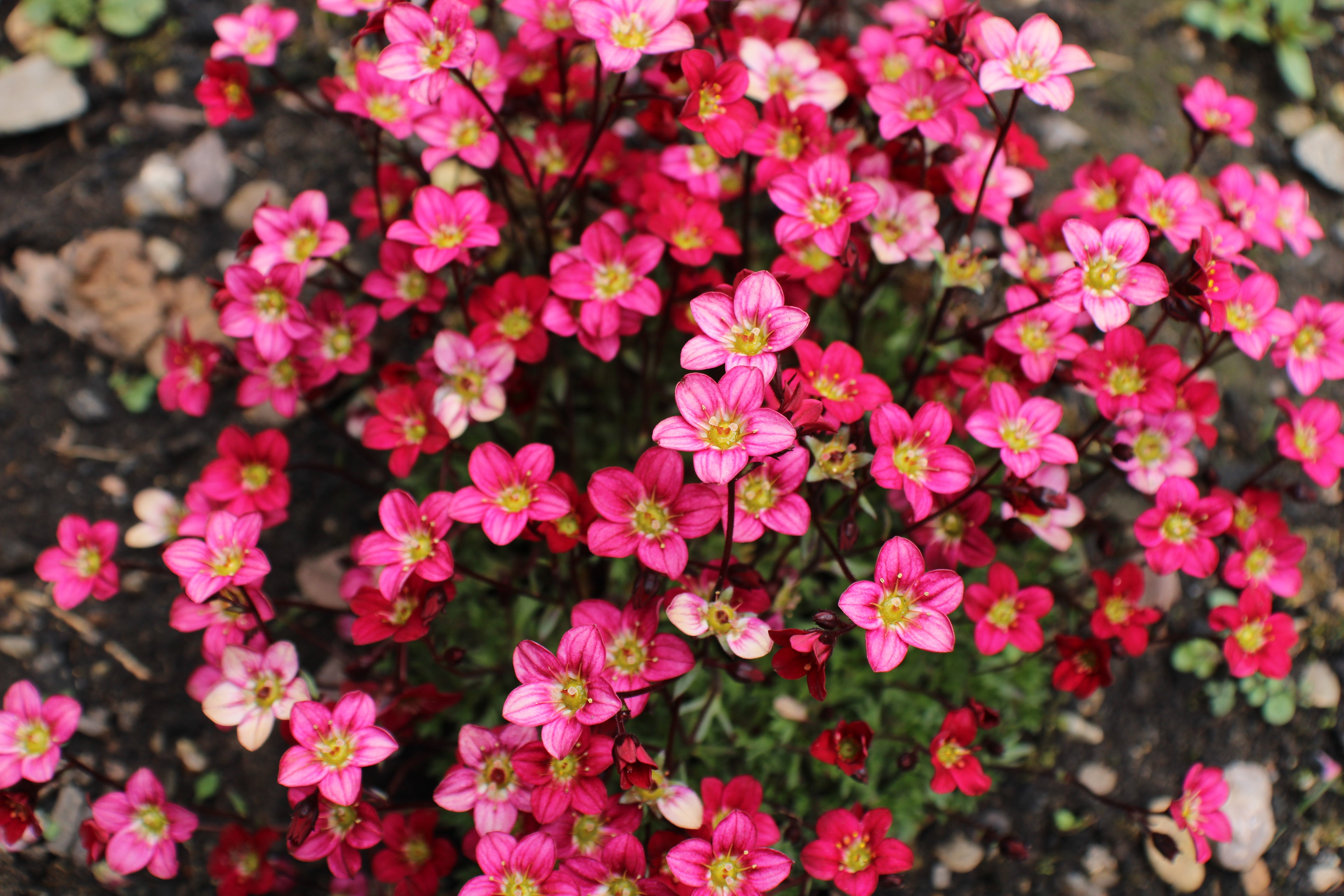 Saxifraga x arendsii 'Ice Colours Red' / Roter Moos-Steinbrech