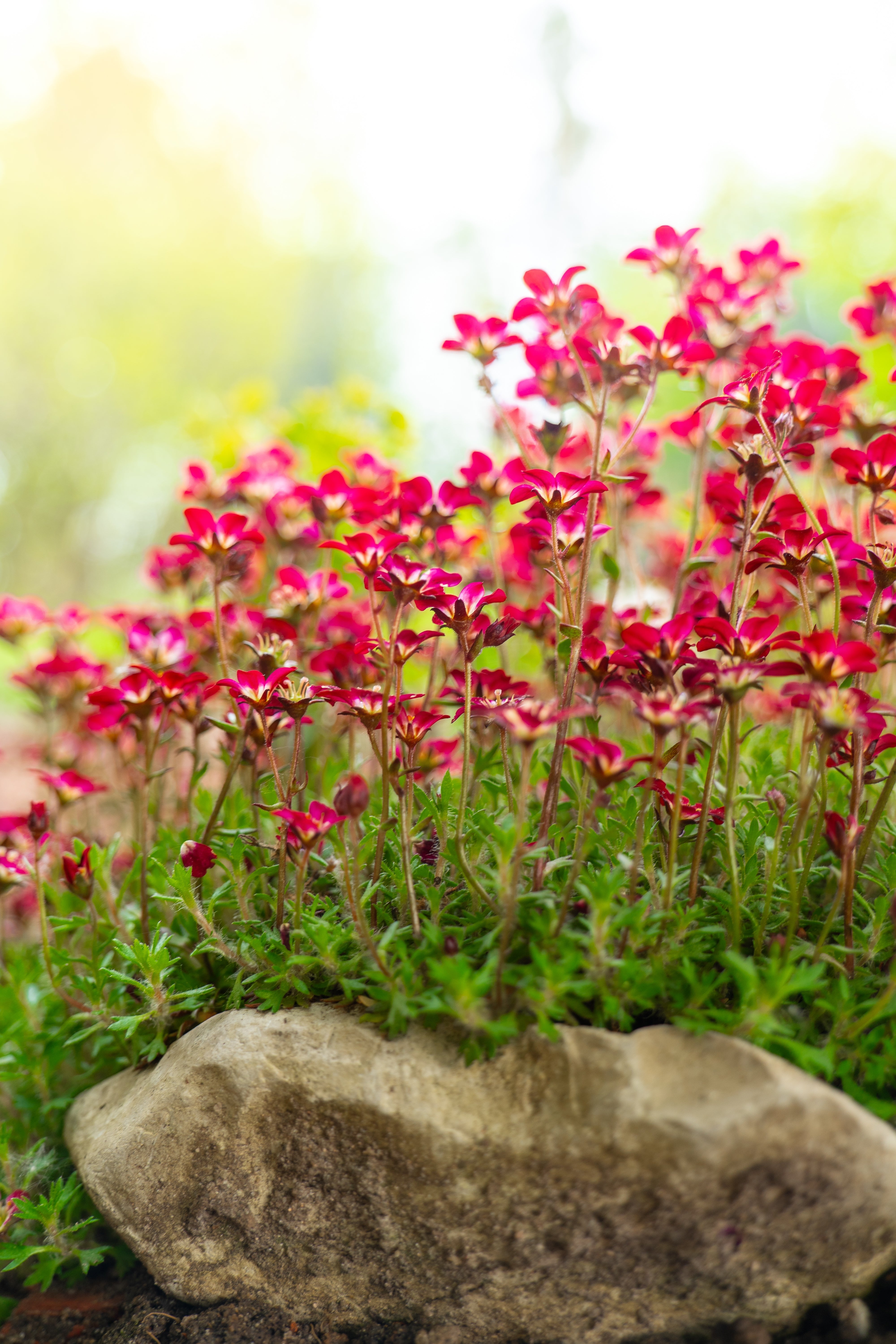 Saxifraga x arendsii 'Ice Colours Red' / Roter Moos-Steinbrech