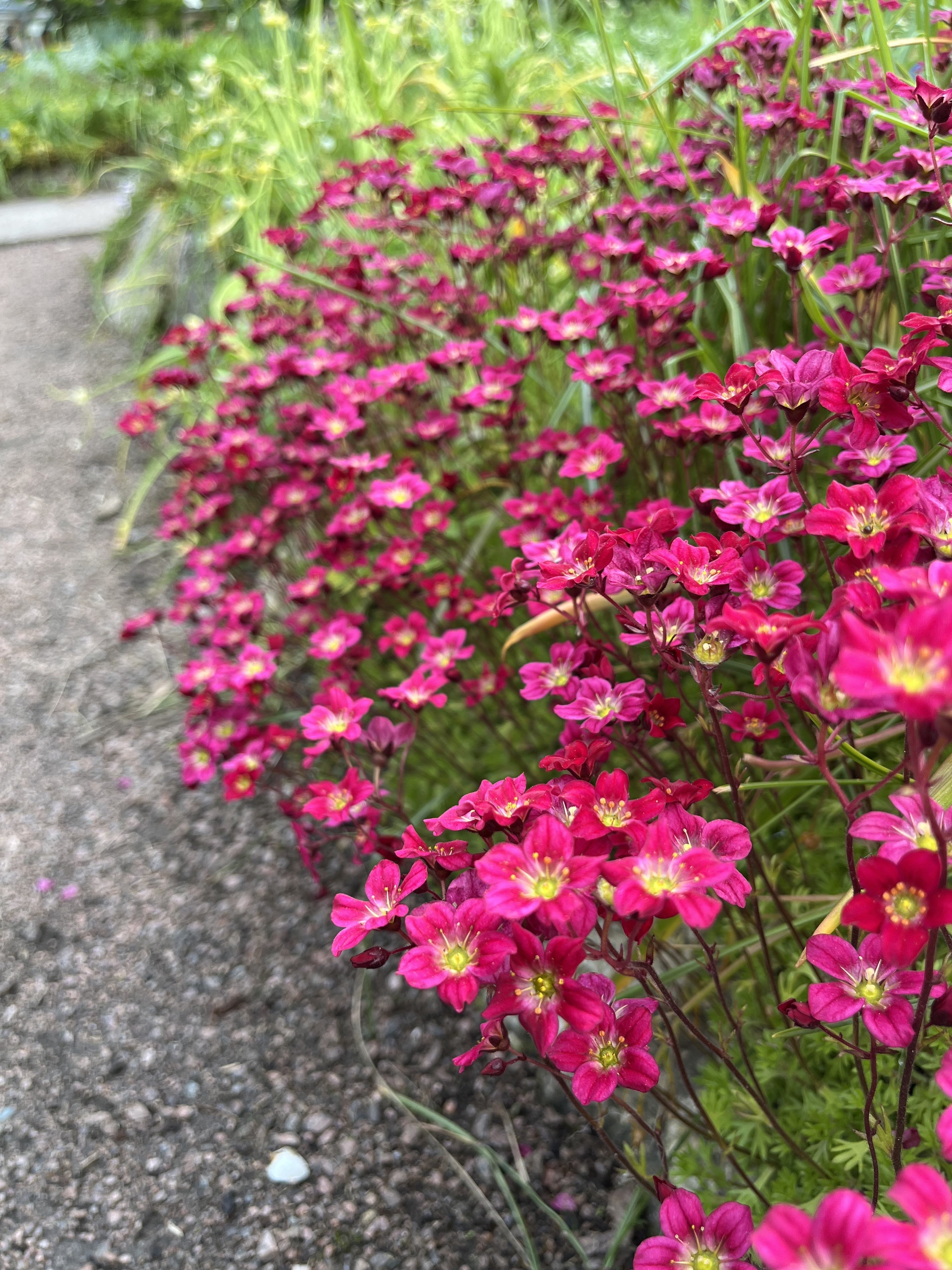 Saxifraga x arendsii 'Ice Colours Red' / Roter Moos-Steinbrech
