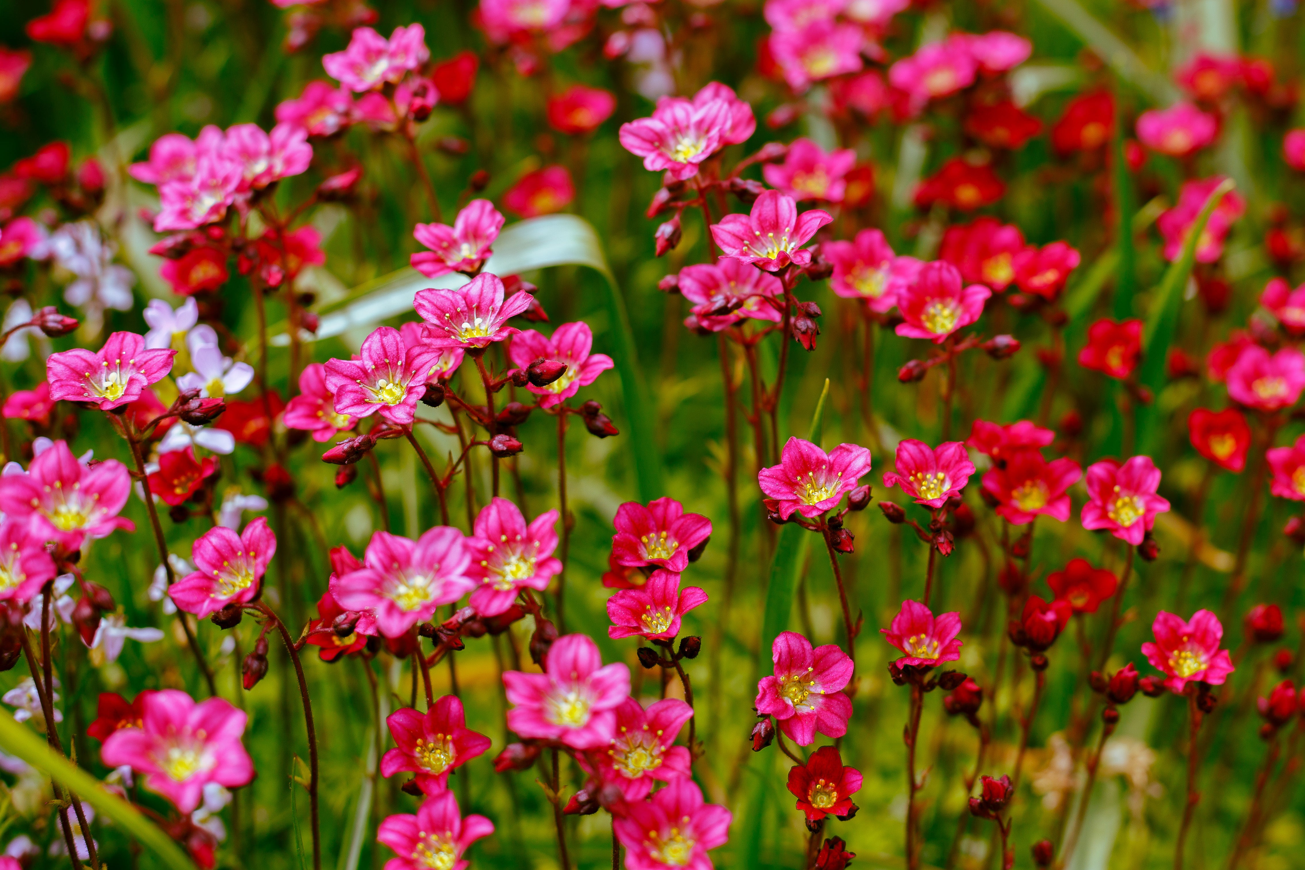 Saxifraga x arendsii 'Ice Colours Red' / Roter Moos-Steinbrech
