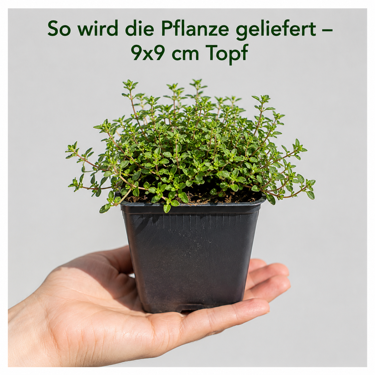So wird der Rote Polsterthymian geliefert: Jungpflanze im 9 × 9 cm Topf