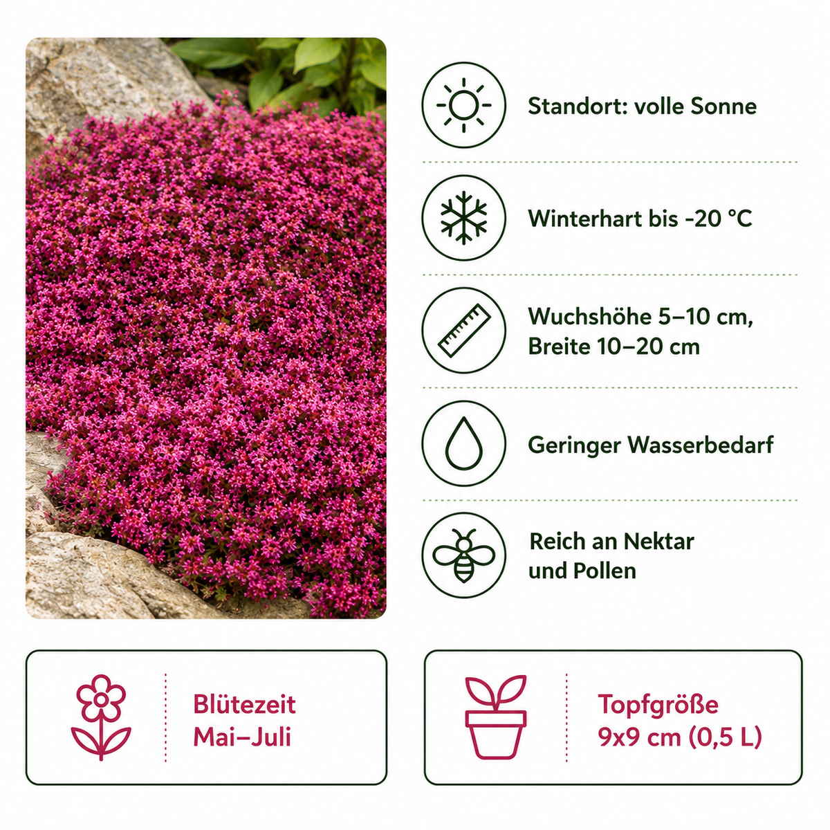 Steckbrief Roter Polsterthymian: volle Sonne, winterhart bis −20 °C, Wuchshöhe 5–10 cm, Breite 10–20 cm, geringer Wasserbedarf, Blütezeit Mai bis Juli, 9 × 9 cm Topf (0,5 Liter)