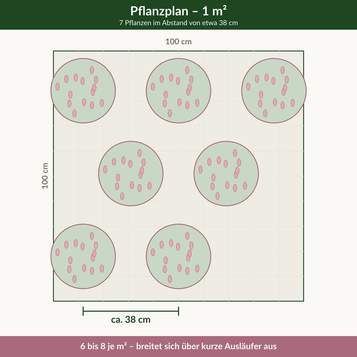 Schafgarbe 'Appleblossom' – Pflanzplan für 1 m² mit 7 Pflanzen im Abstand von etwa 38 cm