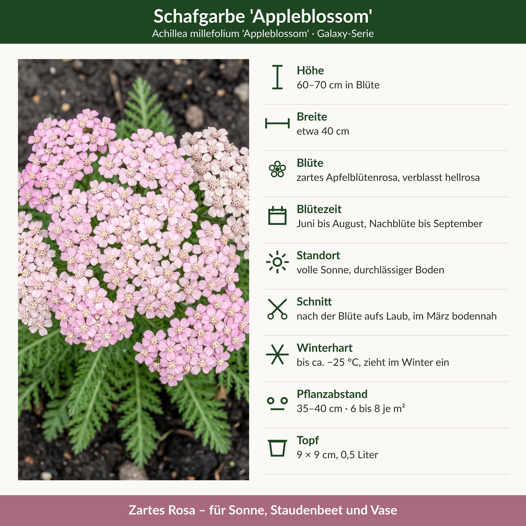 Steckbrief Schafgarbe 'Appleblossom': 60–70 cm hoch, etwa 40 cm breit, zartrosa, Juni bis August, winterhart bis −25 °C, 9 × 9 cm Topf