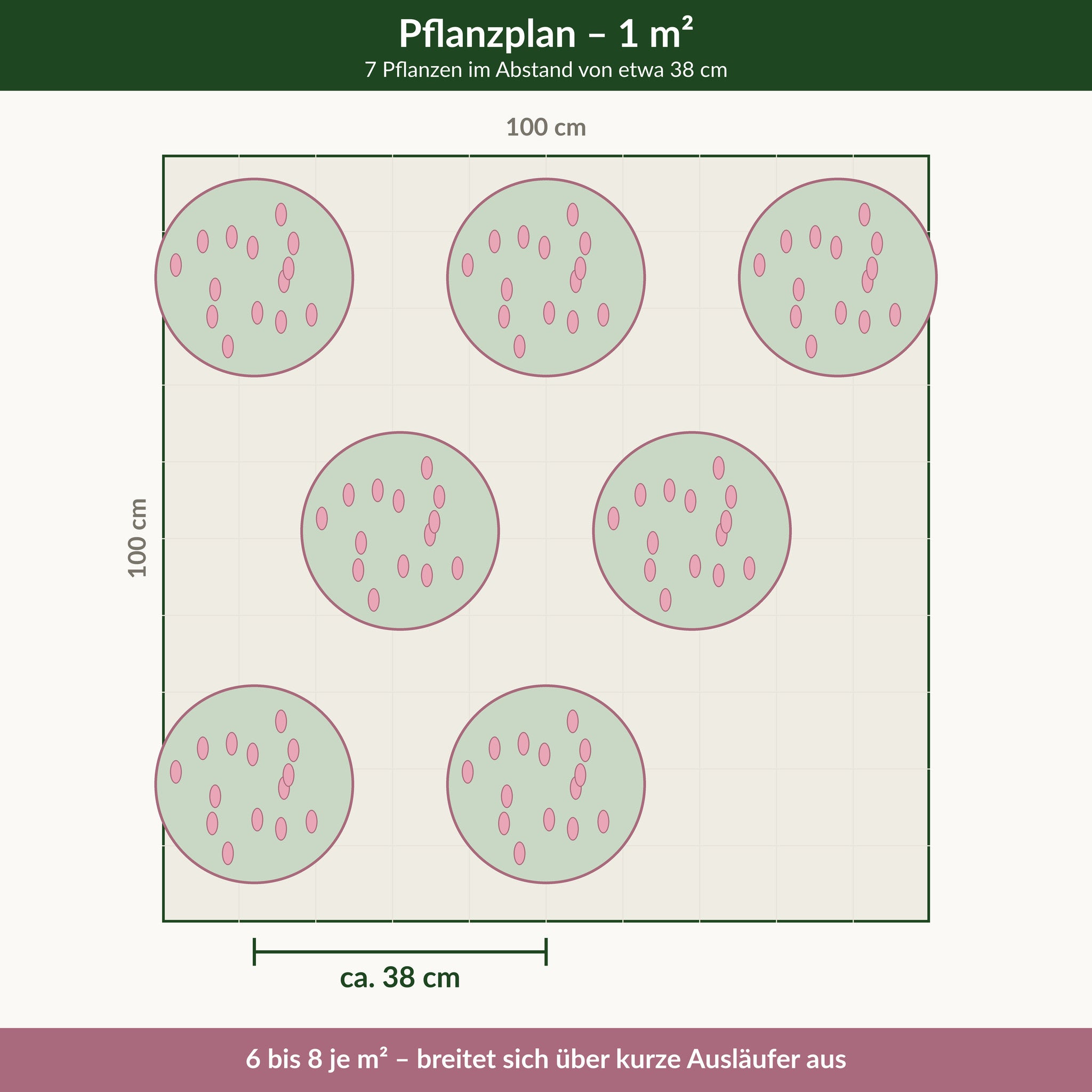 Pflanzplan für einen Quadratmeter Schafgarbe 'Appleblossom': 7 Pflanzen im Abstand von etwa 38 cm