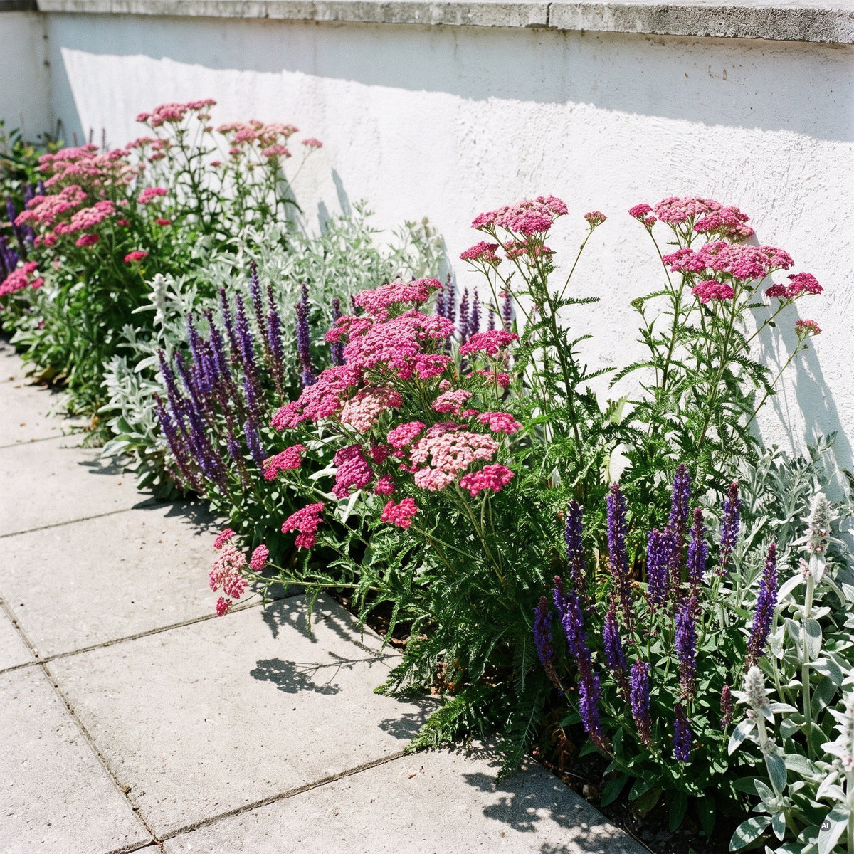 Schafgarbe 'Cerise Queen' – kirschrosa Blüten im Terrassenbeet vor weißer Mauer mit Steppensalbei