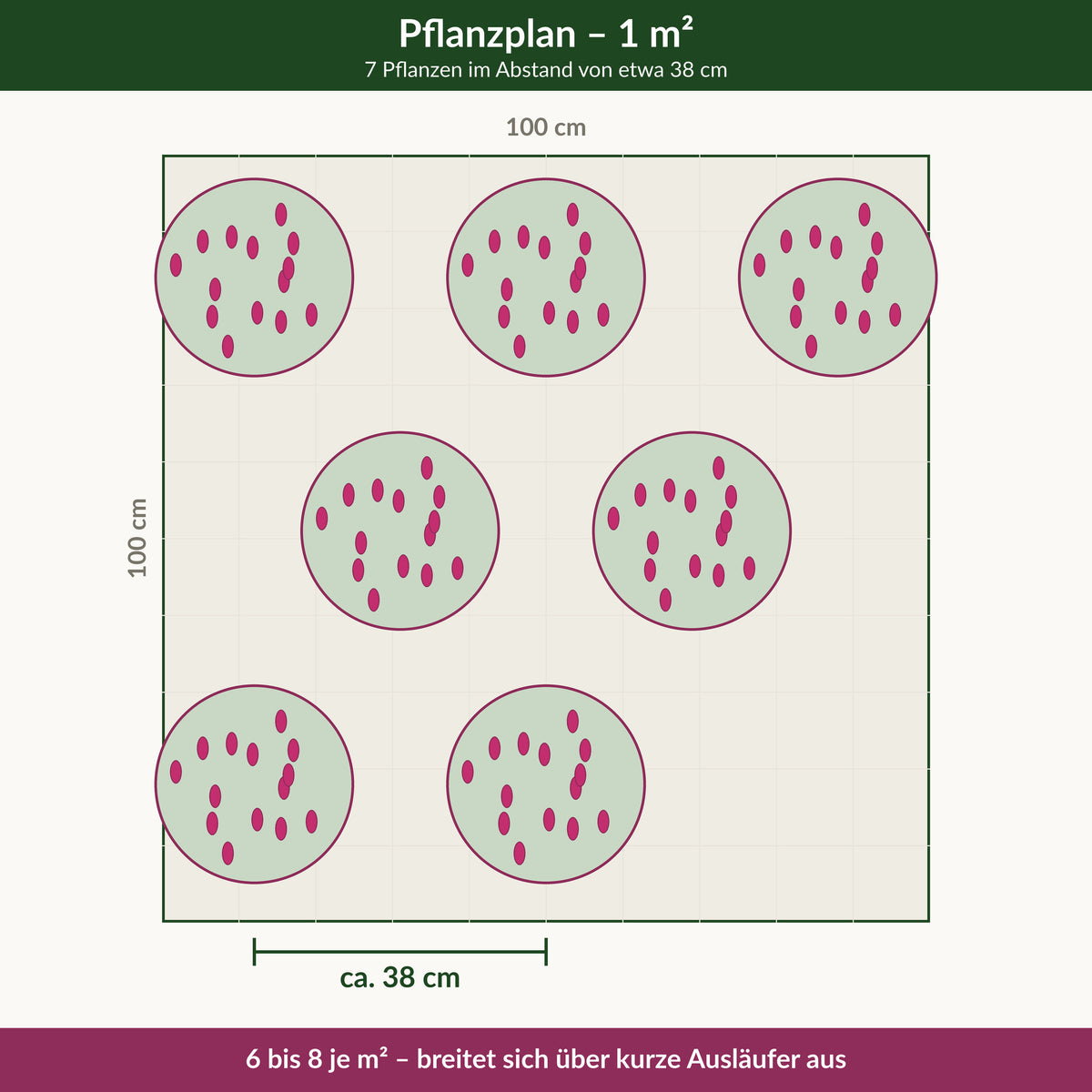 Schafgarbe 'Cerise Queen' – Pflanzplan für 1 m² mit 7 Pflanzen im Abstand von etwa 38 cm