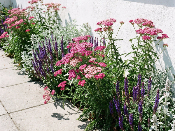 'Cerise Queen' im Terrassenbeet mit Steppensalbei