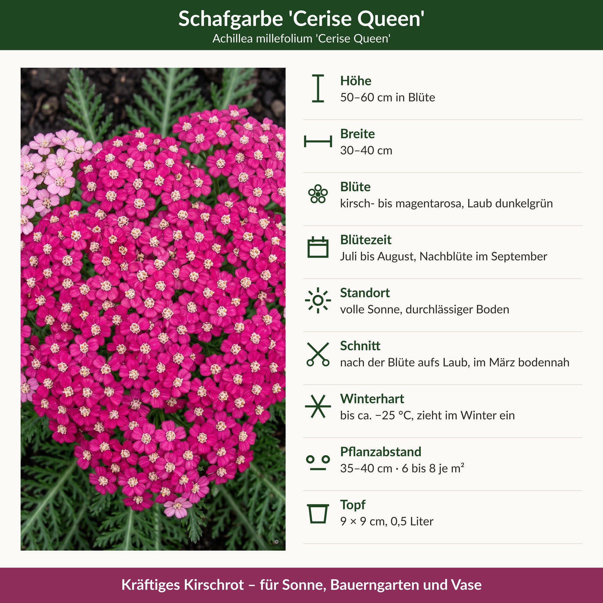 Steckbrief Schafgarbe 'Cerise Queen': 50–60 cm hoch, 30–40 cm breit, kirschrosa, Juli bis August, winterhart bis −25 °C, 9 × 9 cm Topf