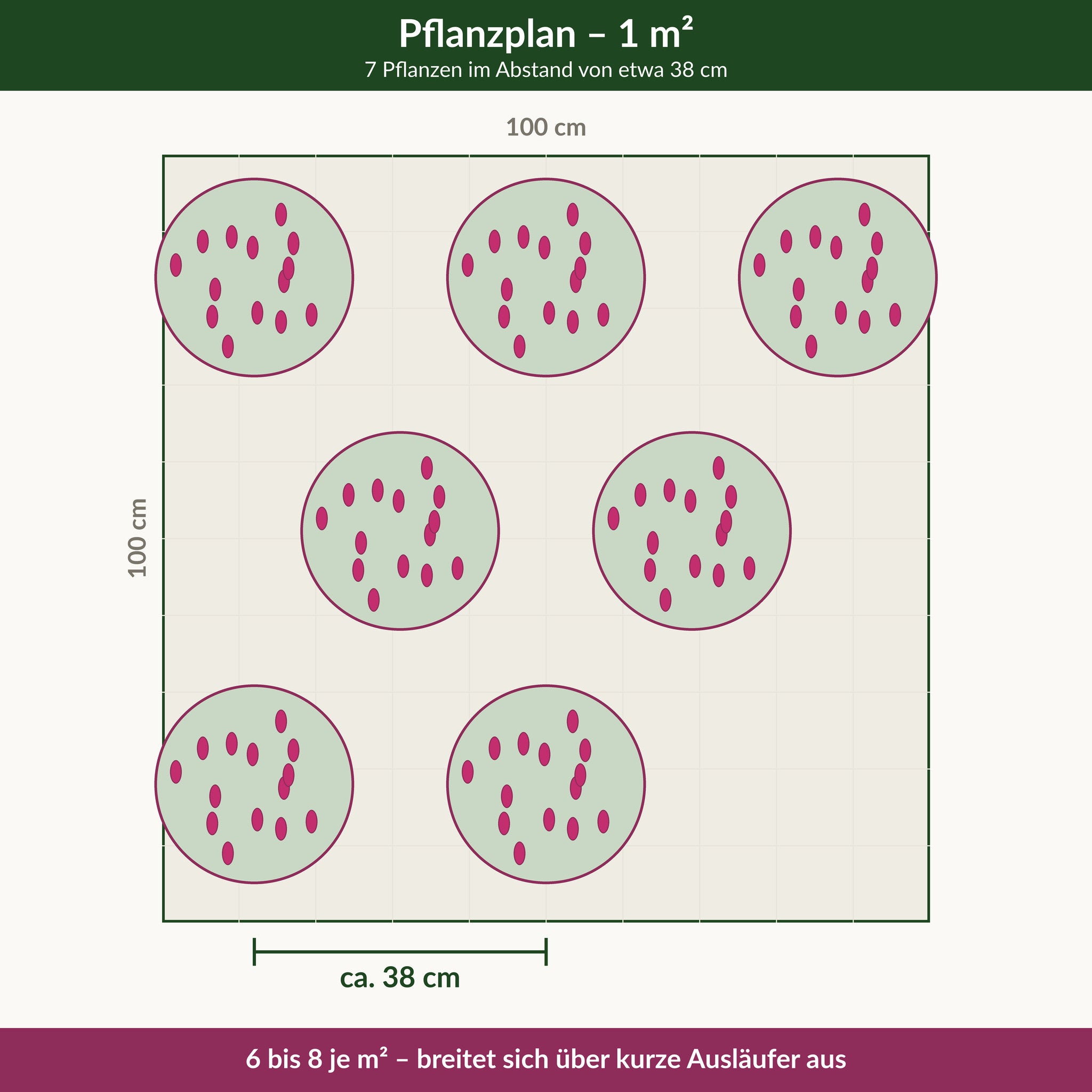 Pflanzplan für einen Quadratmeter Schafgarbe 'Cerise Queen': 7 Pflanzen im Abstand von etwa 38 cm
