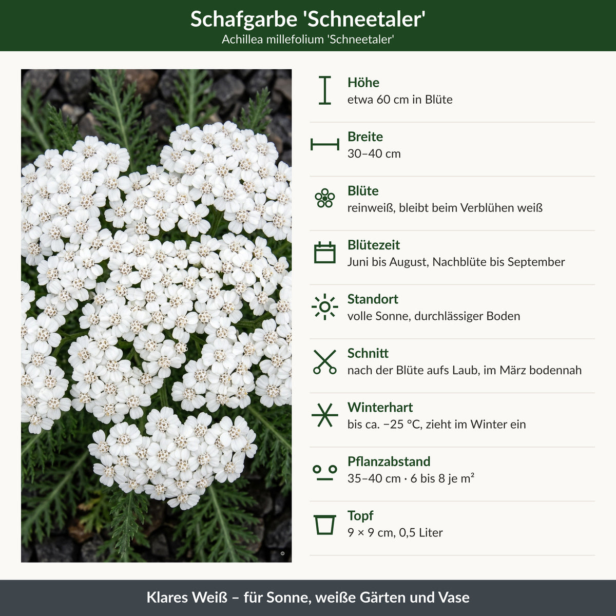 Schafgarbe 'Schneetaler' – Steckbrief mit Höhe, Breite, Blütezeit, Winterhärte und Pflanzabstand
